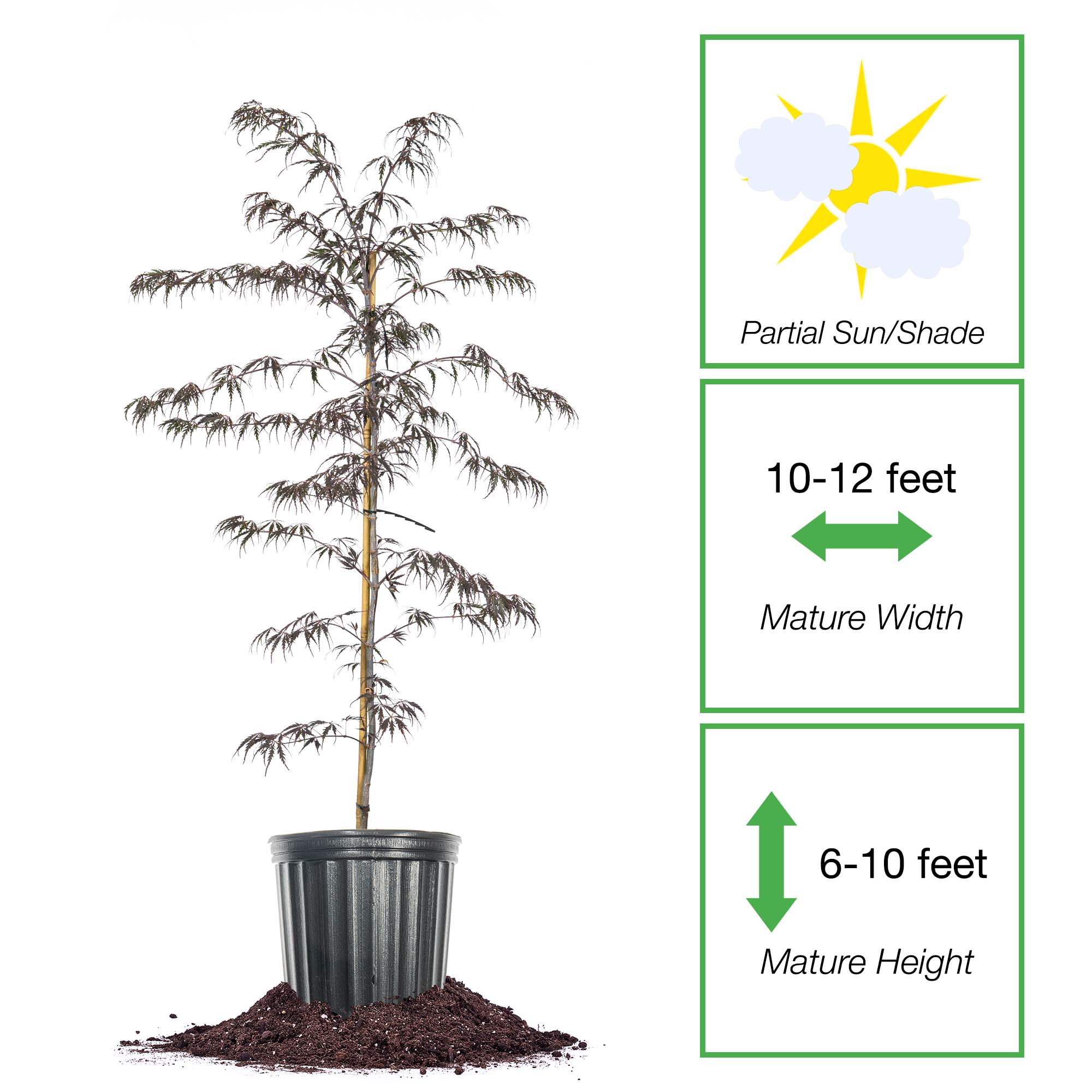 Perfect Plants LOTAMUKEYAMA1G trees - View #2