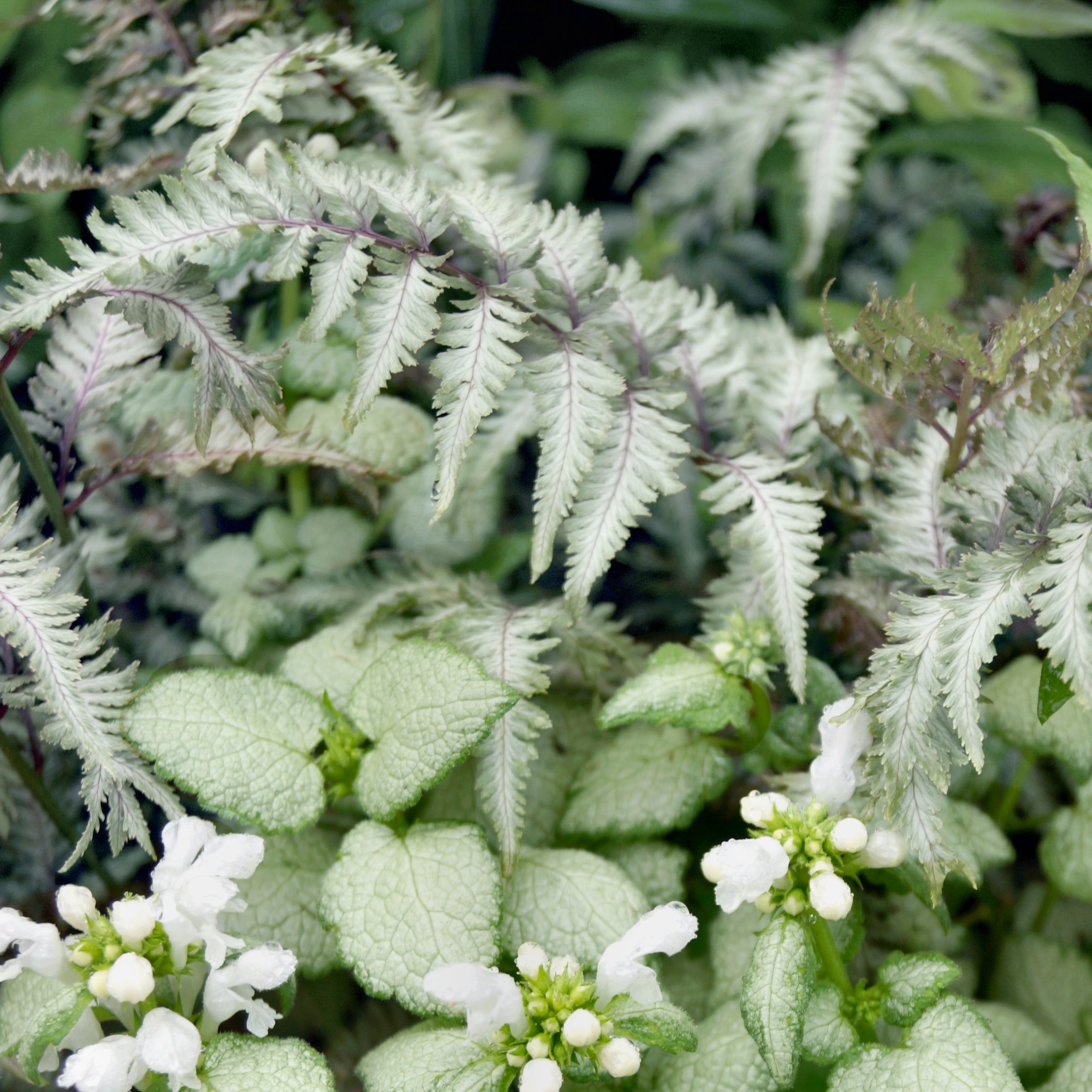 National Plant Network LW2576 perennials - View #5