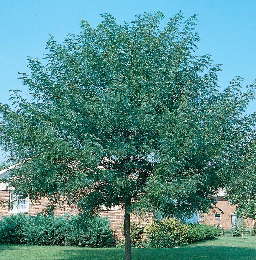 9.55-Gallon Green Shade Tree Shademaster Honeylocust In Pot (With Soil ...