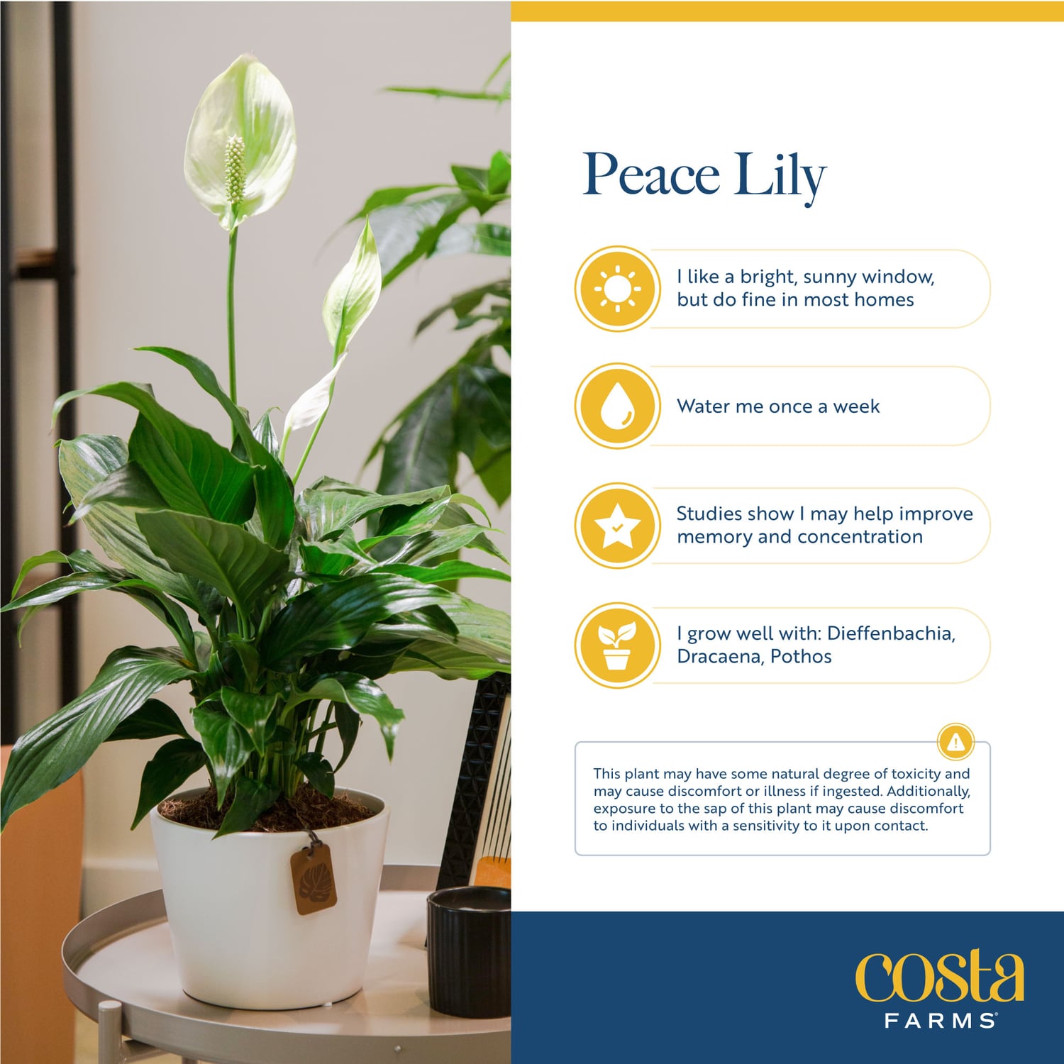 Costa Farms White Spathiphyllum Peace Lily House Plant in 6-in Pot in ...