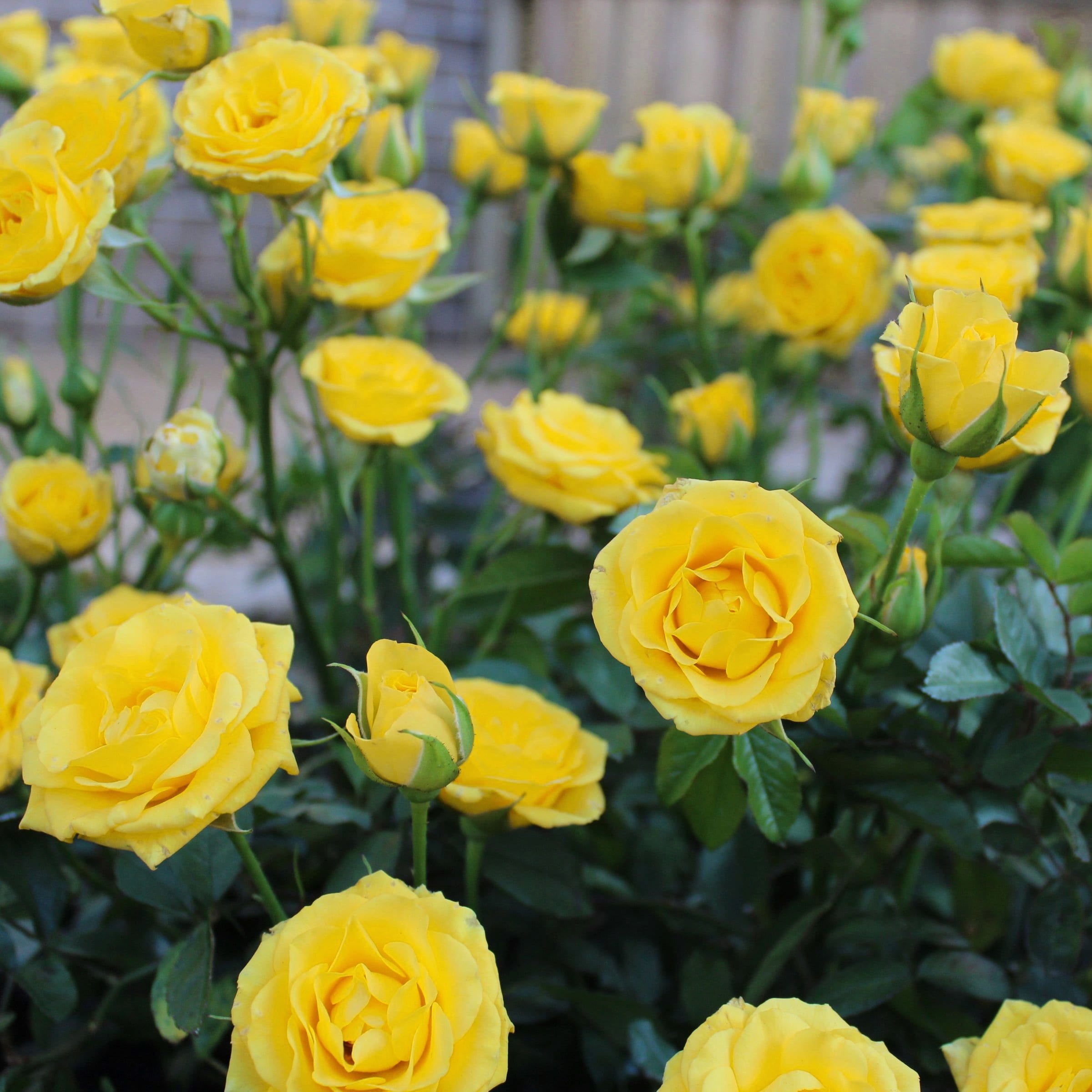National Plant Network LW1794 roses - View #2