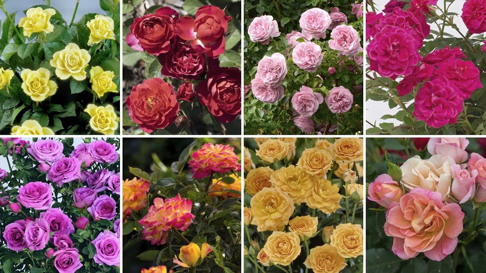 National Plant Network LW1610 roses - View #3