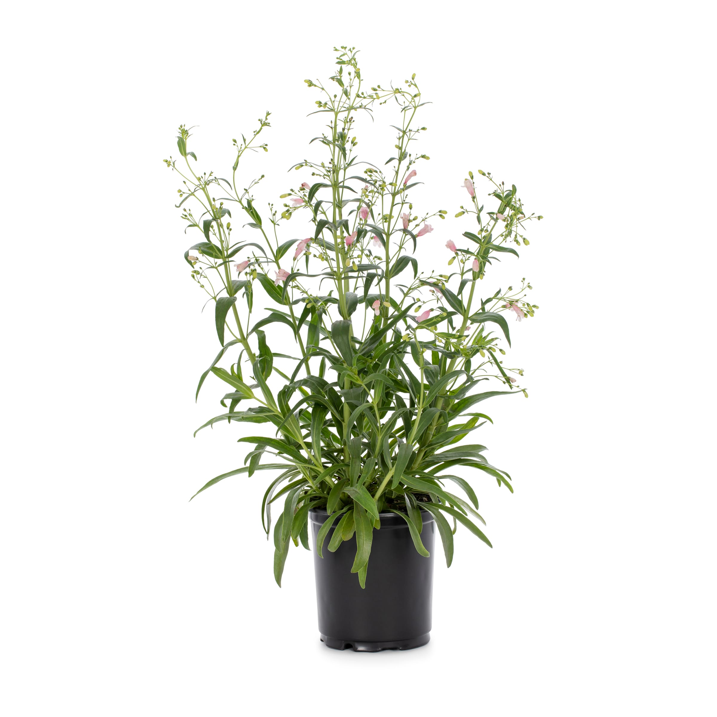 Lowe's NURSERY Beardtongues Plant in 2.5 -Quart