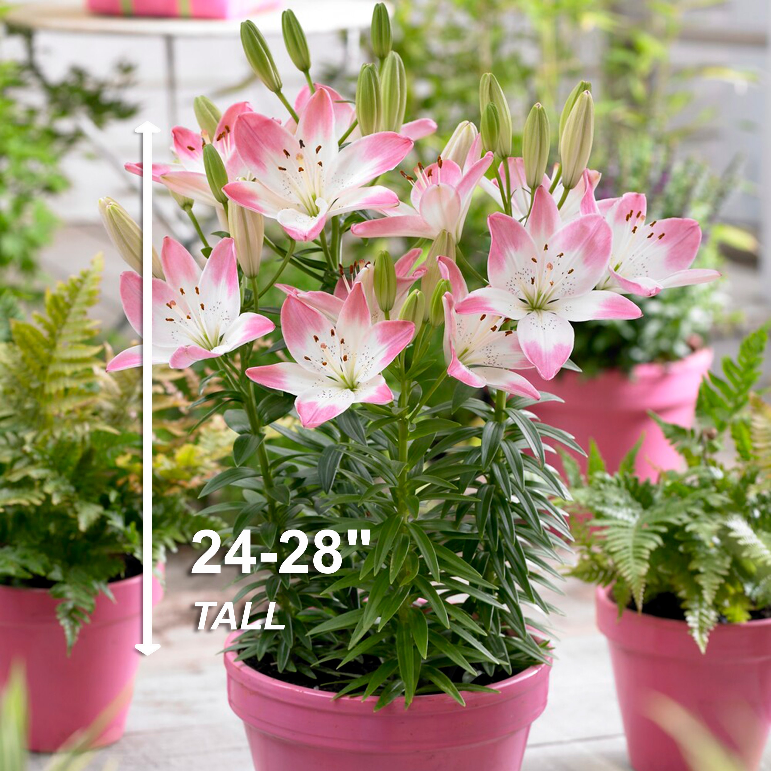 Garden State Bulb ECS-49-10-01 Plant-Bulbs - View #5