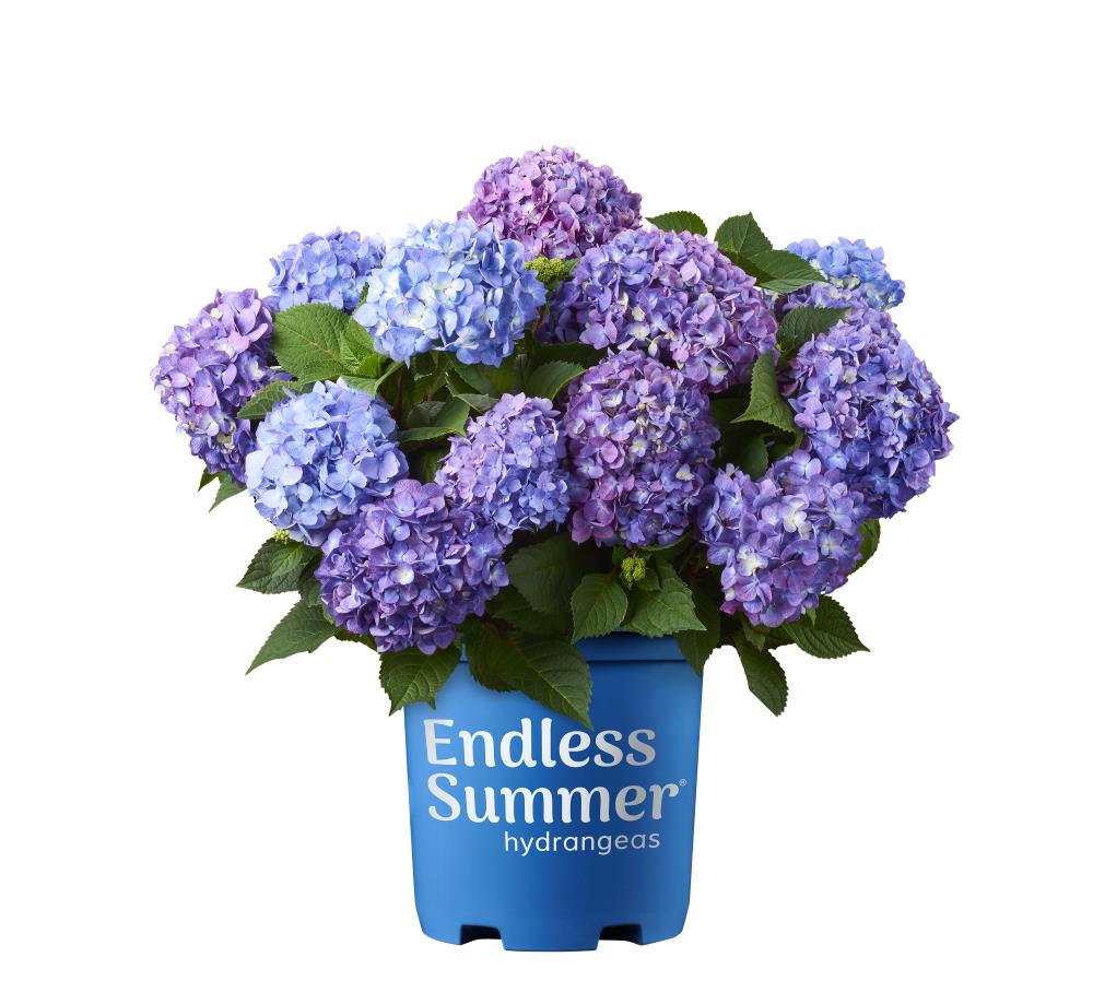Image of Lowe's Endless Summer Hydrangea in a hedge, along a walkway