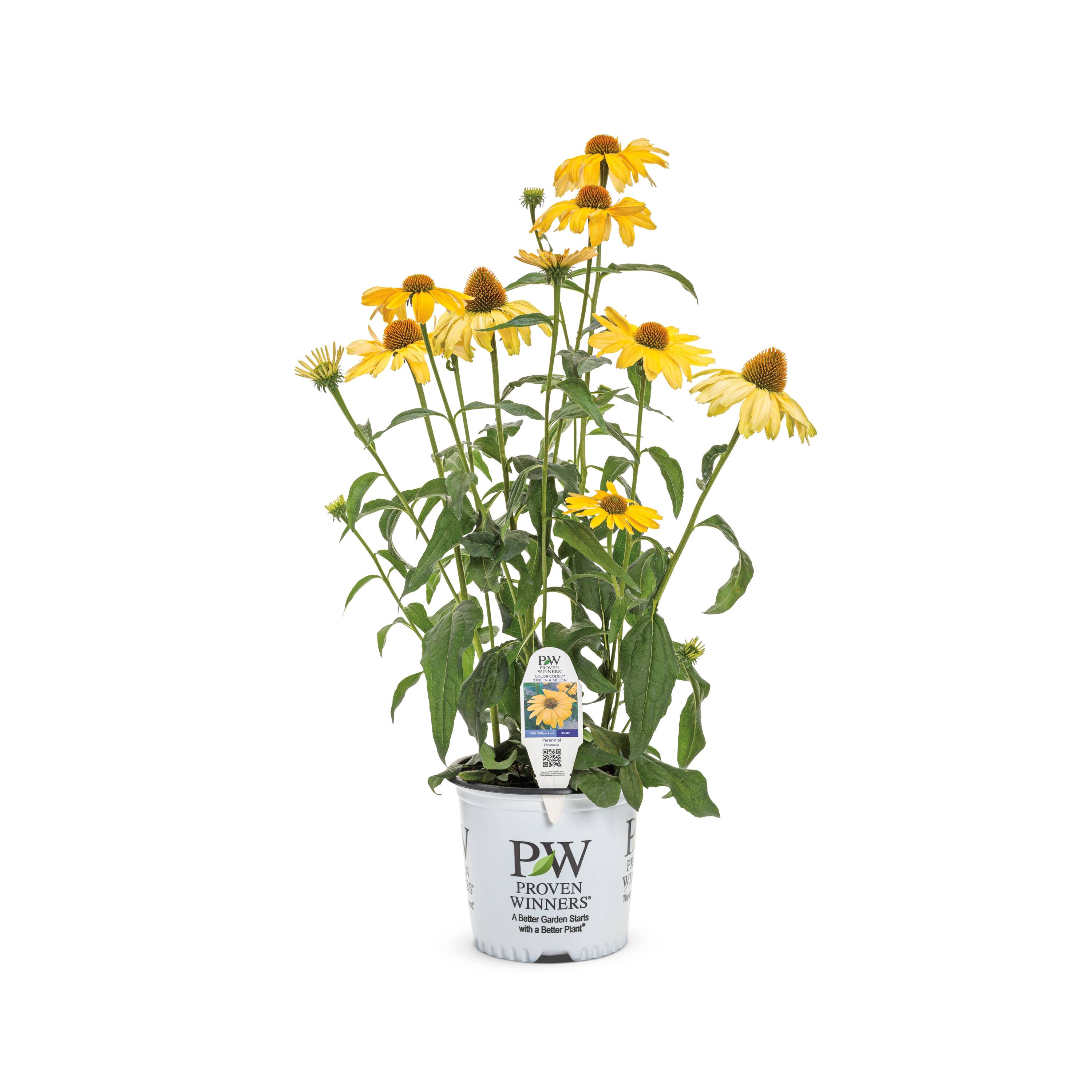 Lowe's 5202240 Yellow One-in-a-Melon Color Coded Coneflower Plant in 2 -Quart Pot 1 -Pack
