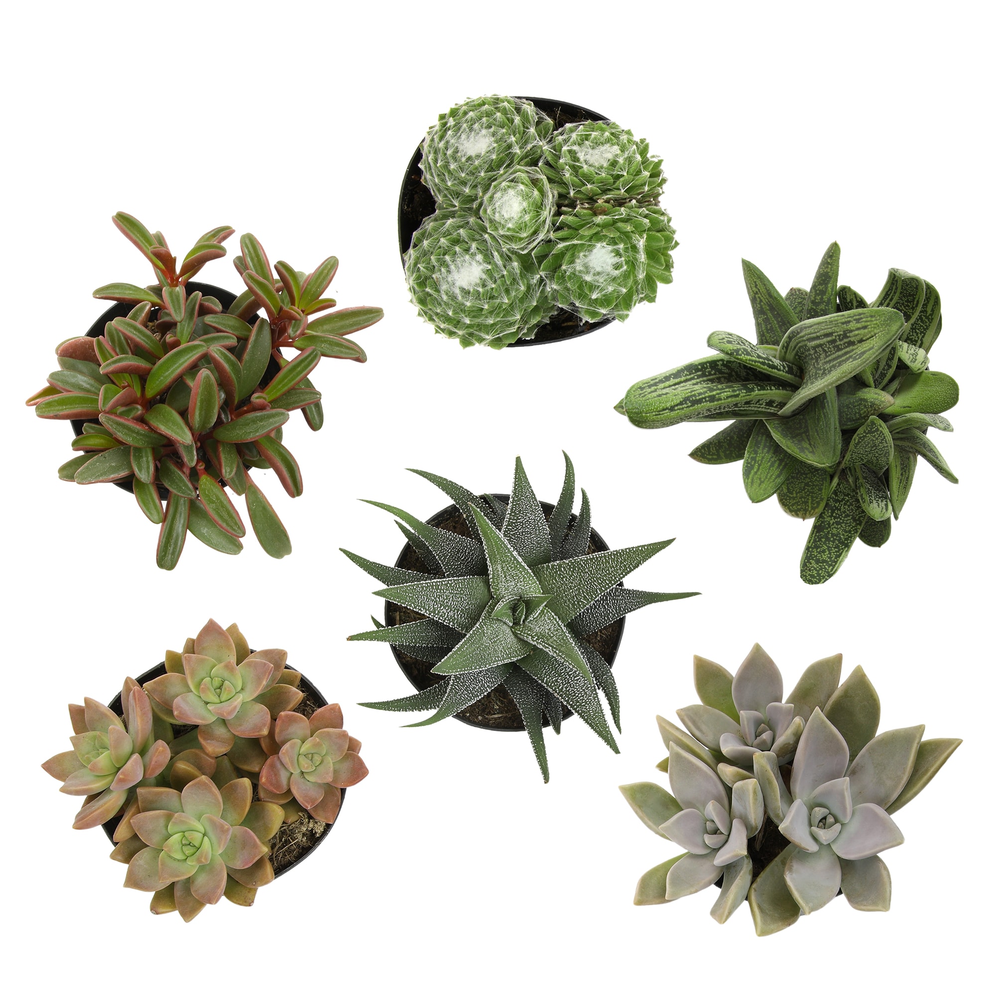 Altman Plants 0873253 6 -Pack Assorted Pet-safe Succulents in 3.5 -in Pot
