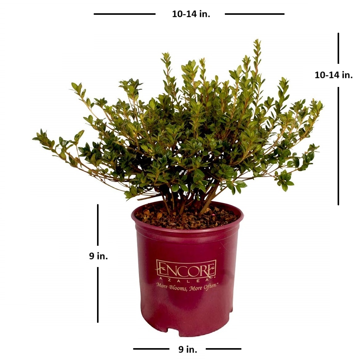 Encore Azalea 80582-1 shrubs - View #3