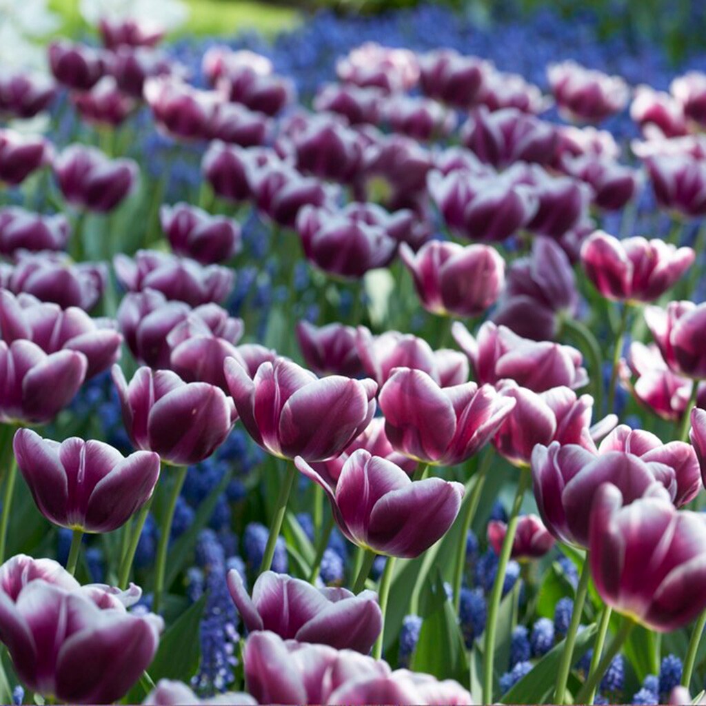 Van Zyverden 87021 Plant-Bulbs - View #2