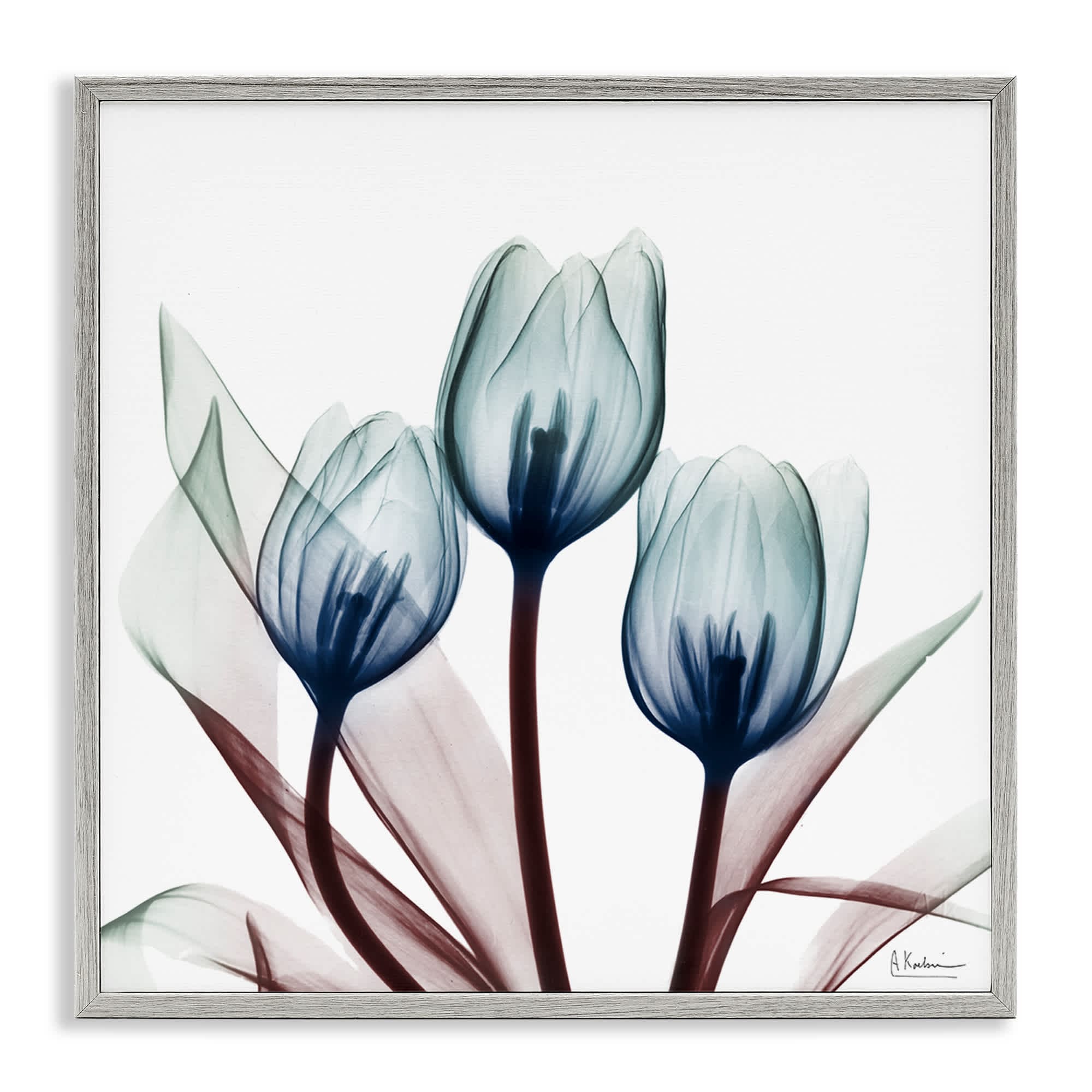 Stupell Industries BS-015-GFF-24X24 Chic Blue Translucent Tulips Gray Framed Giclee Art By Albert Koetsier 24 x 24
