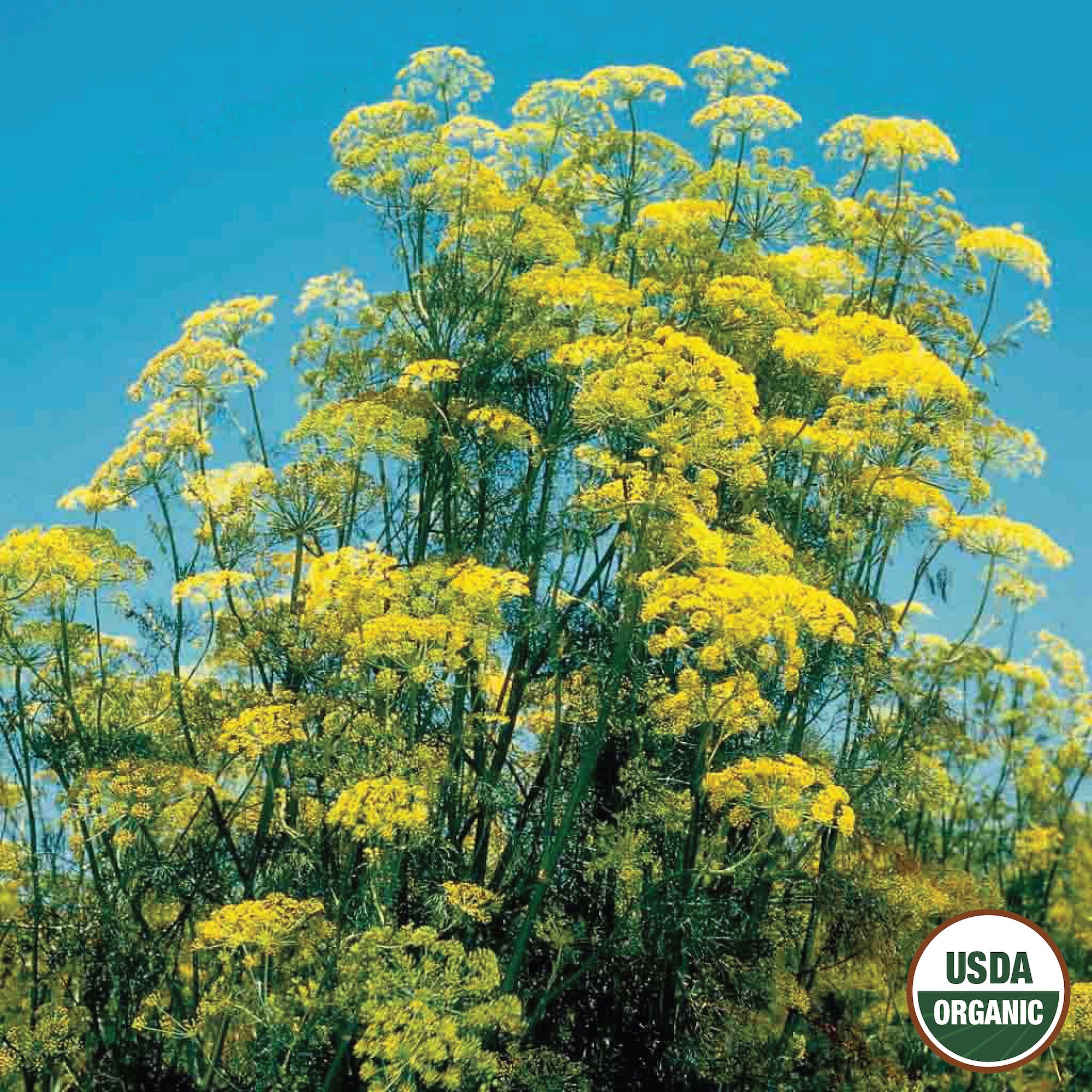 Ferry-Morse LC25.0792 Vegetable-Herb-Seeds - View #3