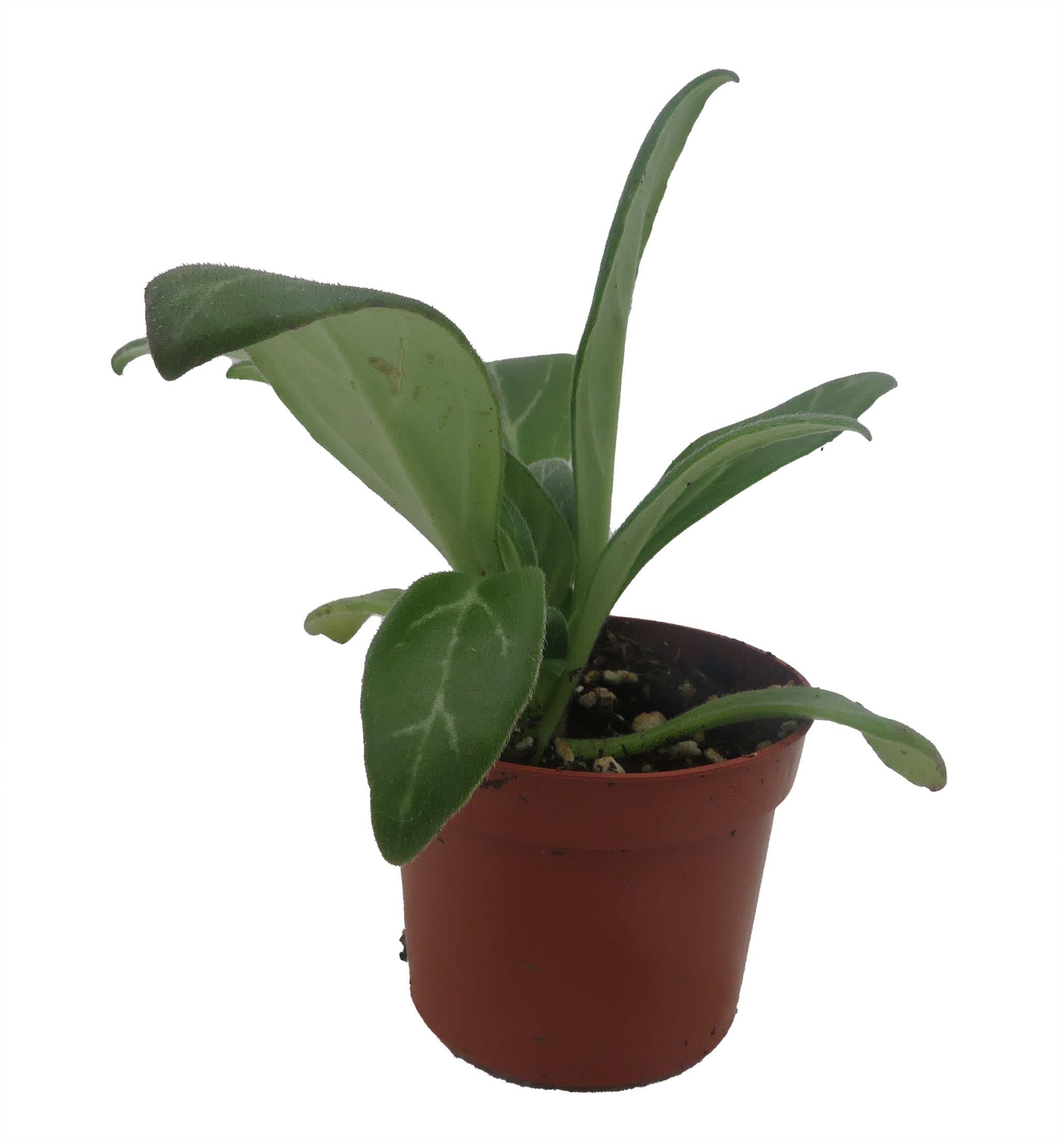Hirt's Gardens Venus Asian Violet - Primulina - 2.5 inch Pot