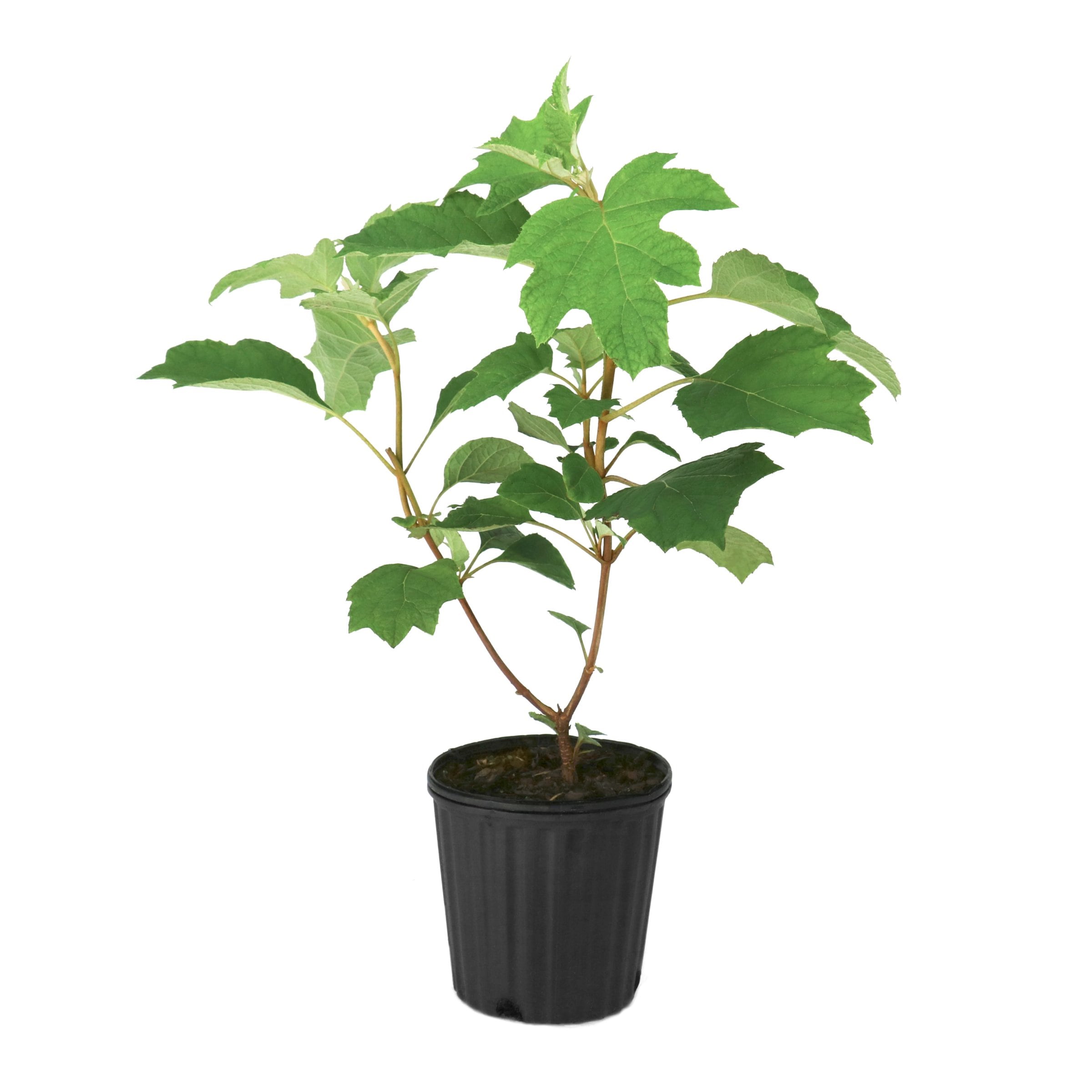 1 -Gallon Ellen Huff Oakleaf Hydrangea Flowering Shrub with Multicolor Blooms 1 -Pack