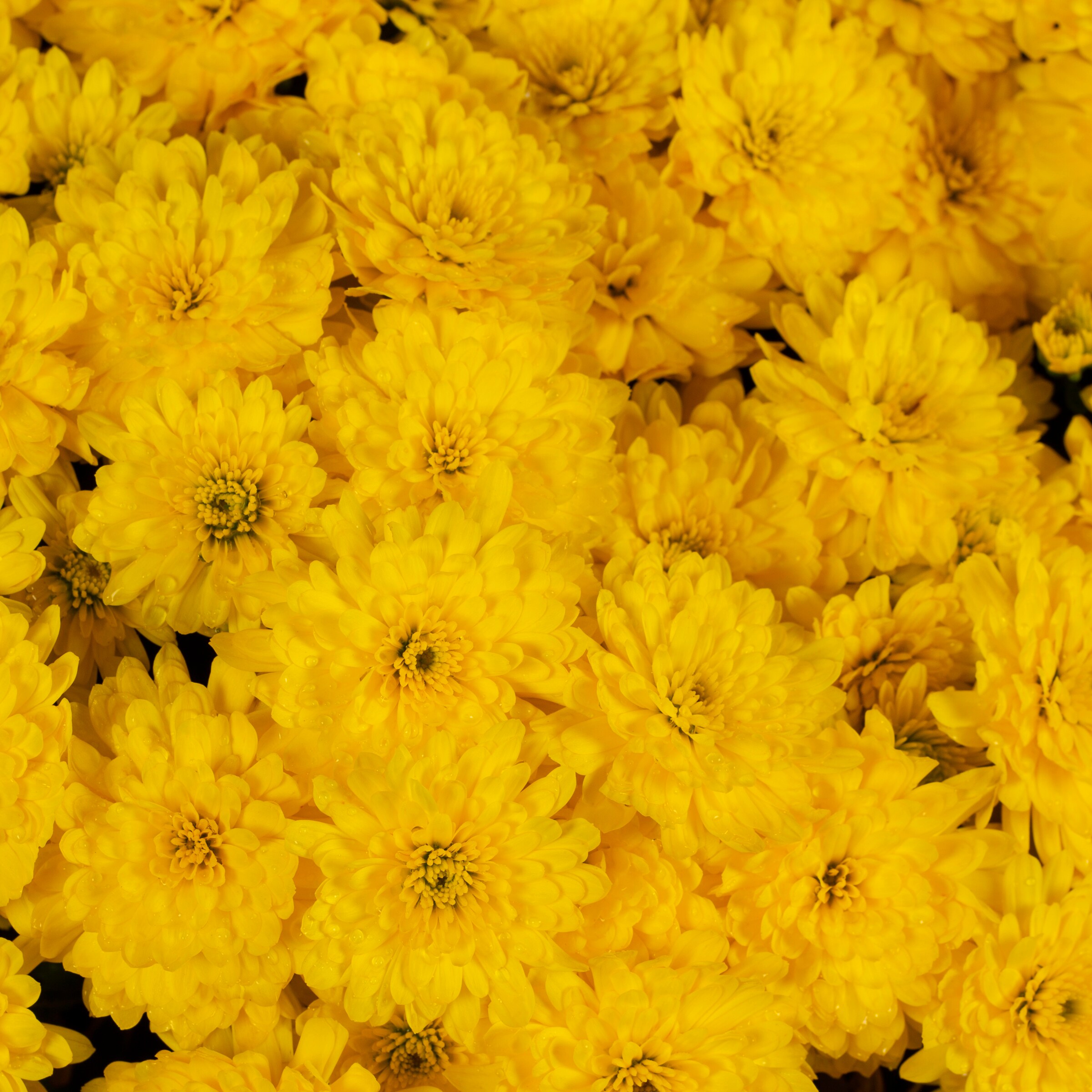 Monrovia 1-7072 annuals - View #3