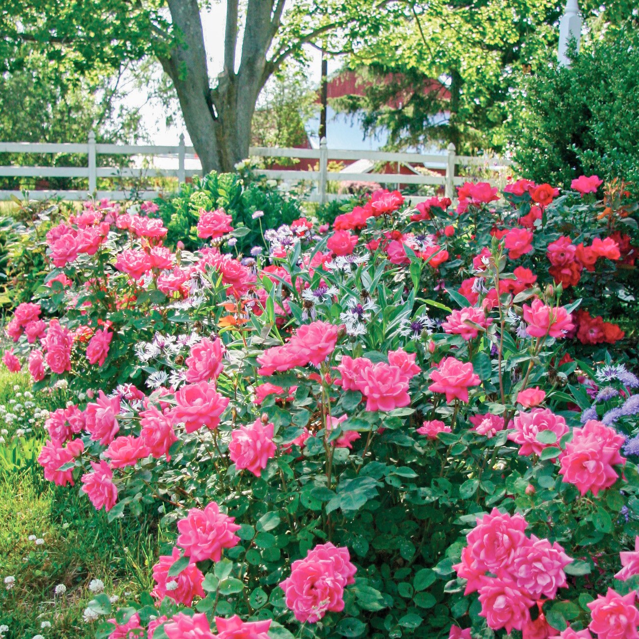 Perfect Plants LODOUBLEPINKKOROSE1G roses - View #5