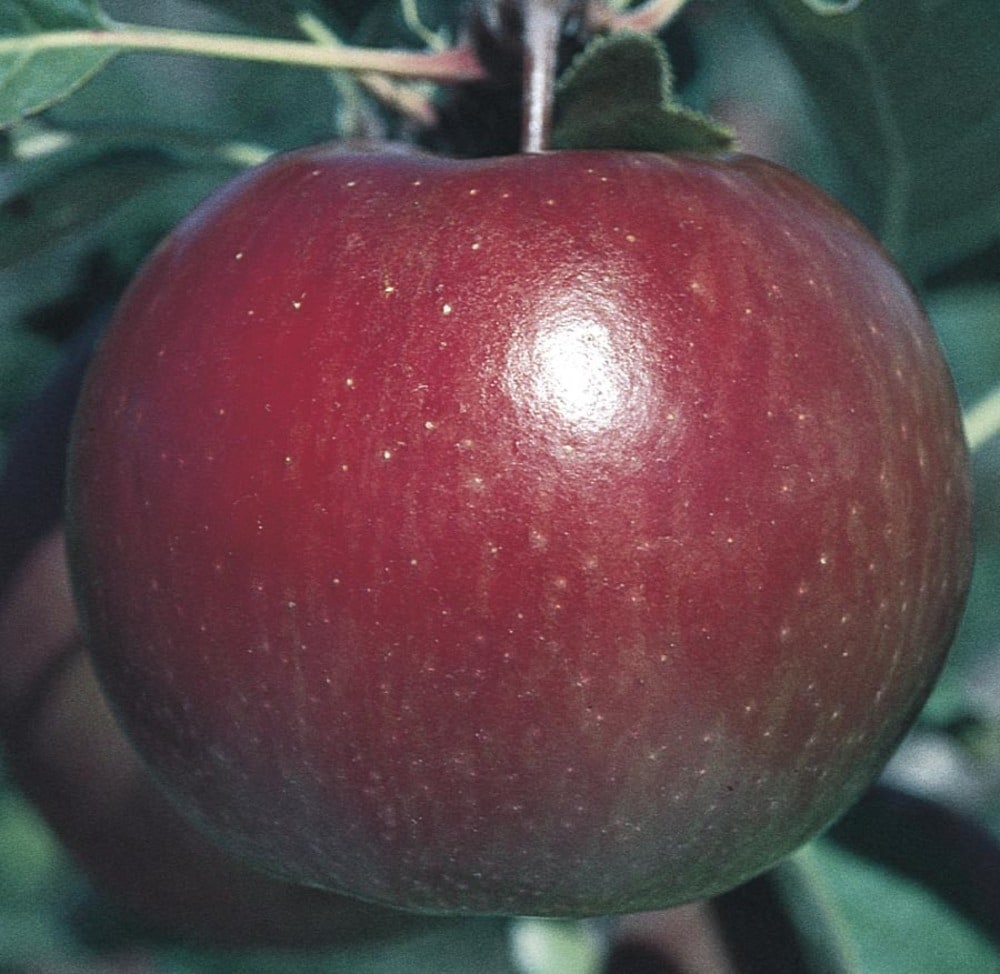 Lowe's NURSERY Apple Plant Pot Blooms in Summer To Fall