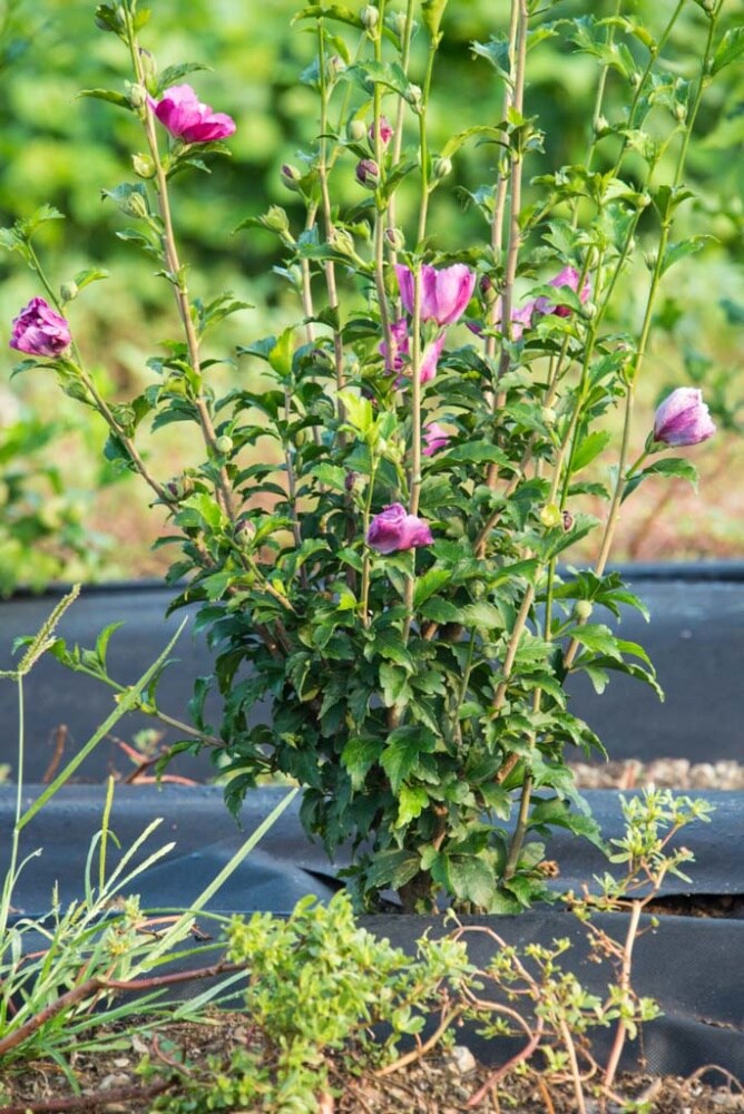 Gurneys Seed And Nursery Pink Flowering Raspberry Smoothie Althea