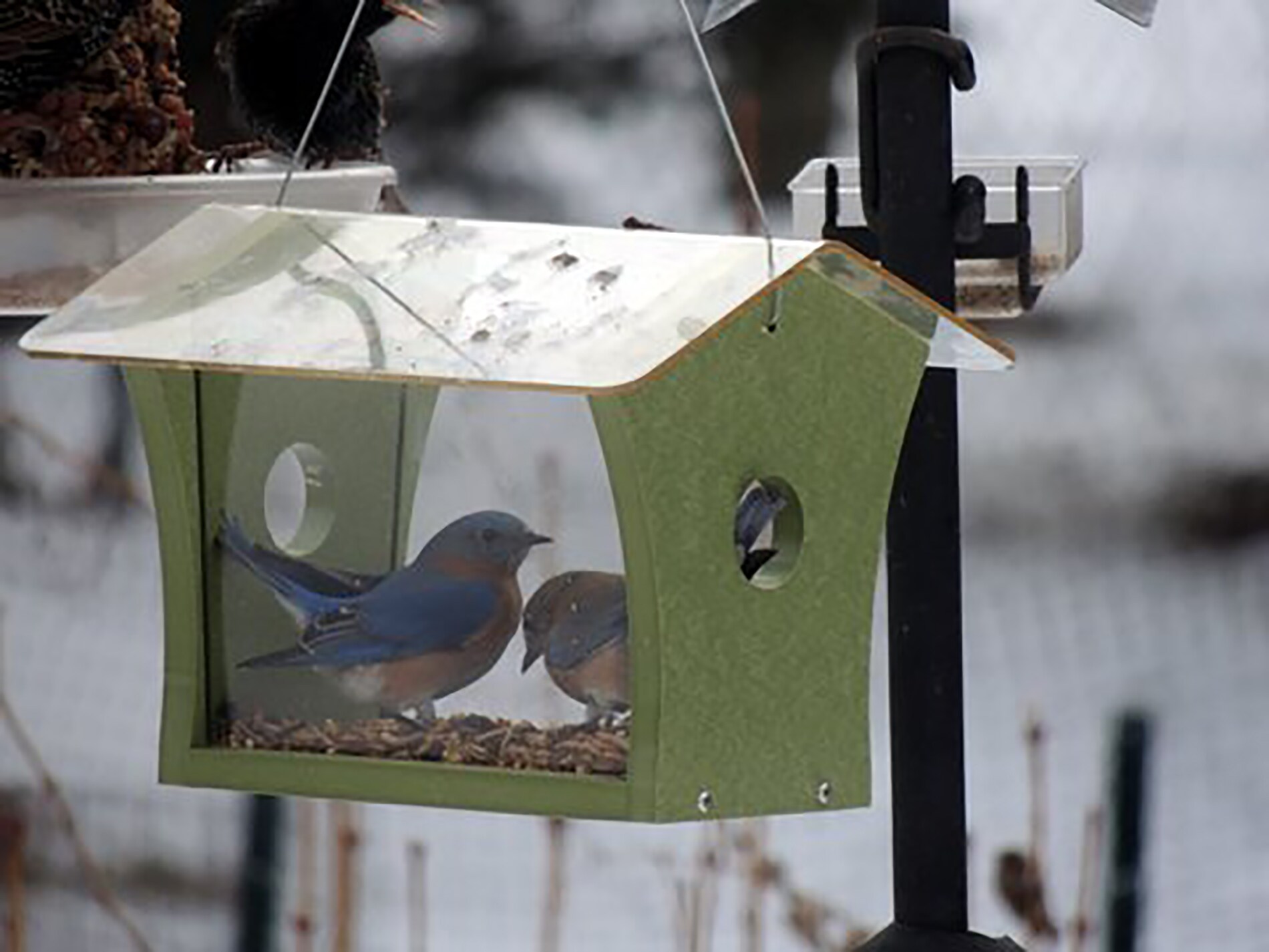 bluebird feeder lowe's