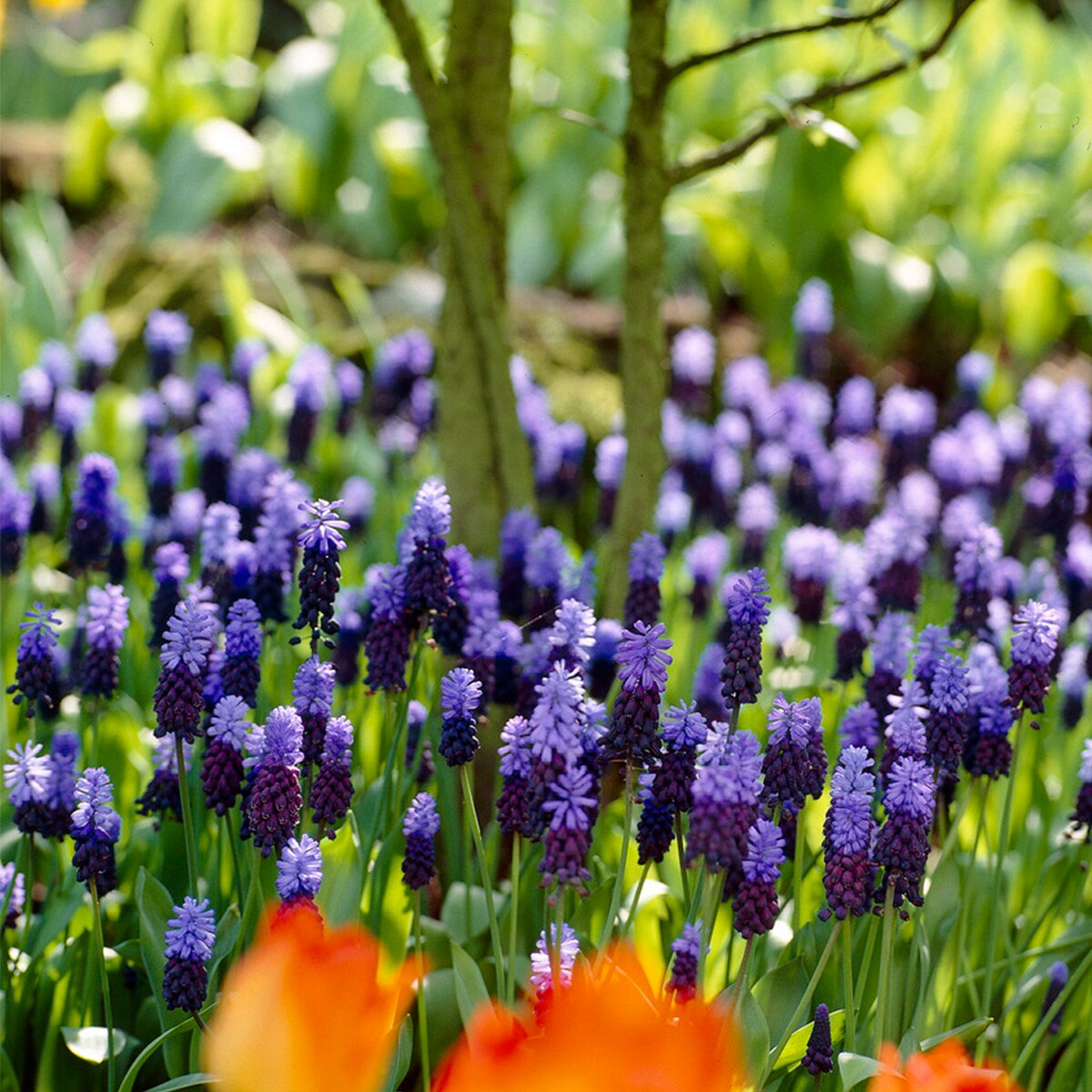 Van Zyverden 21537 Plant-Bulbs - View #2