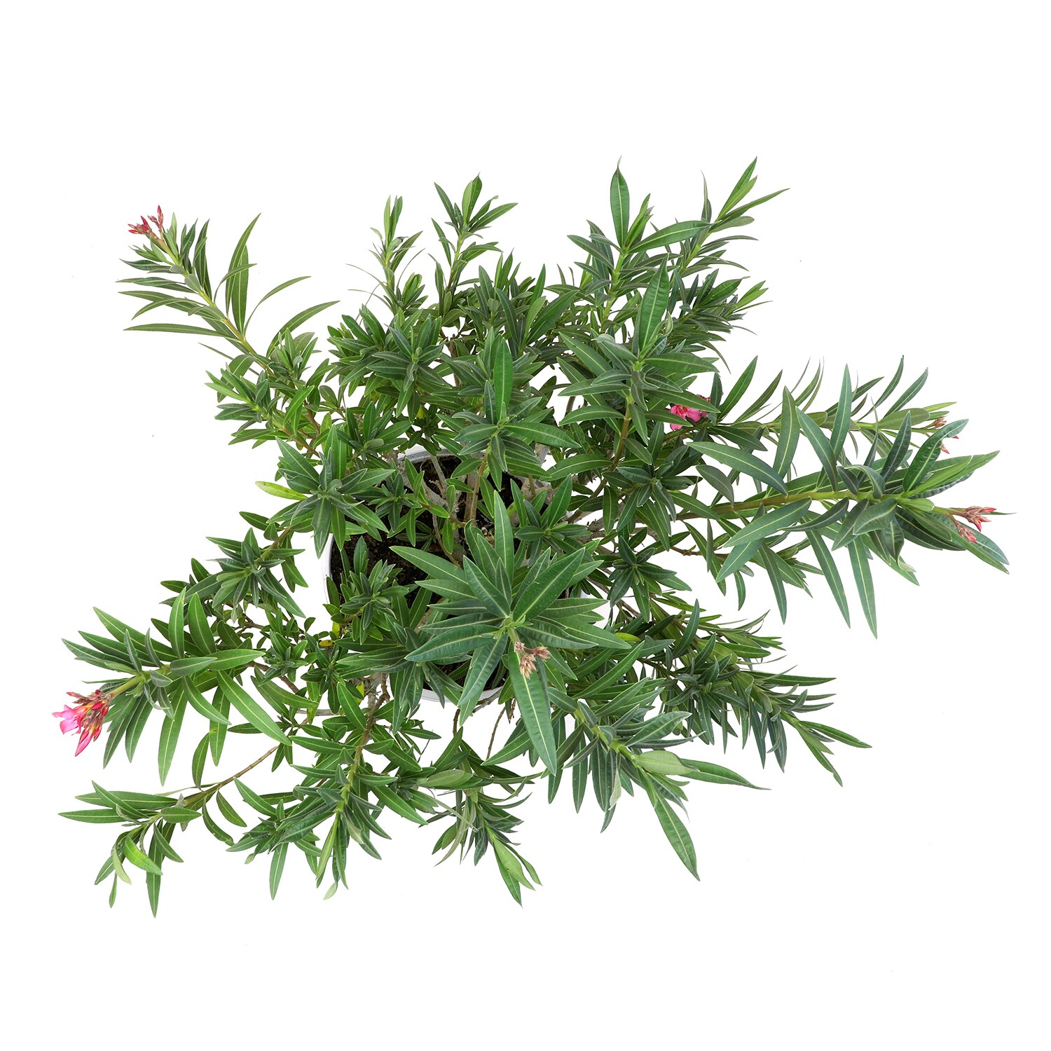 Altman Plants 0881293 shrubs - View #2