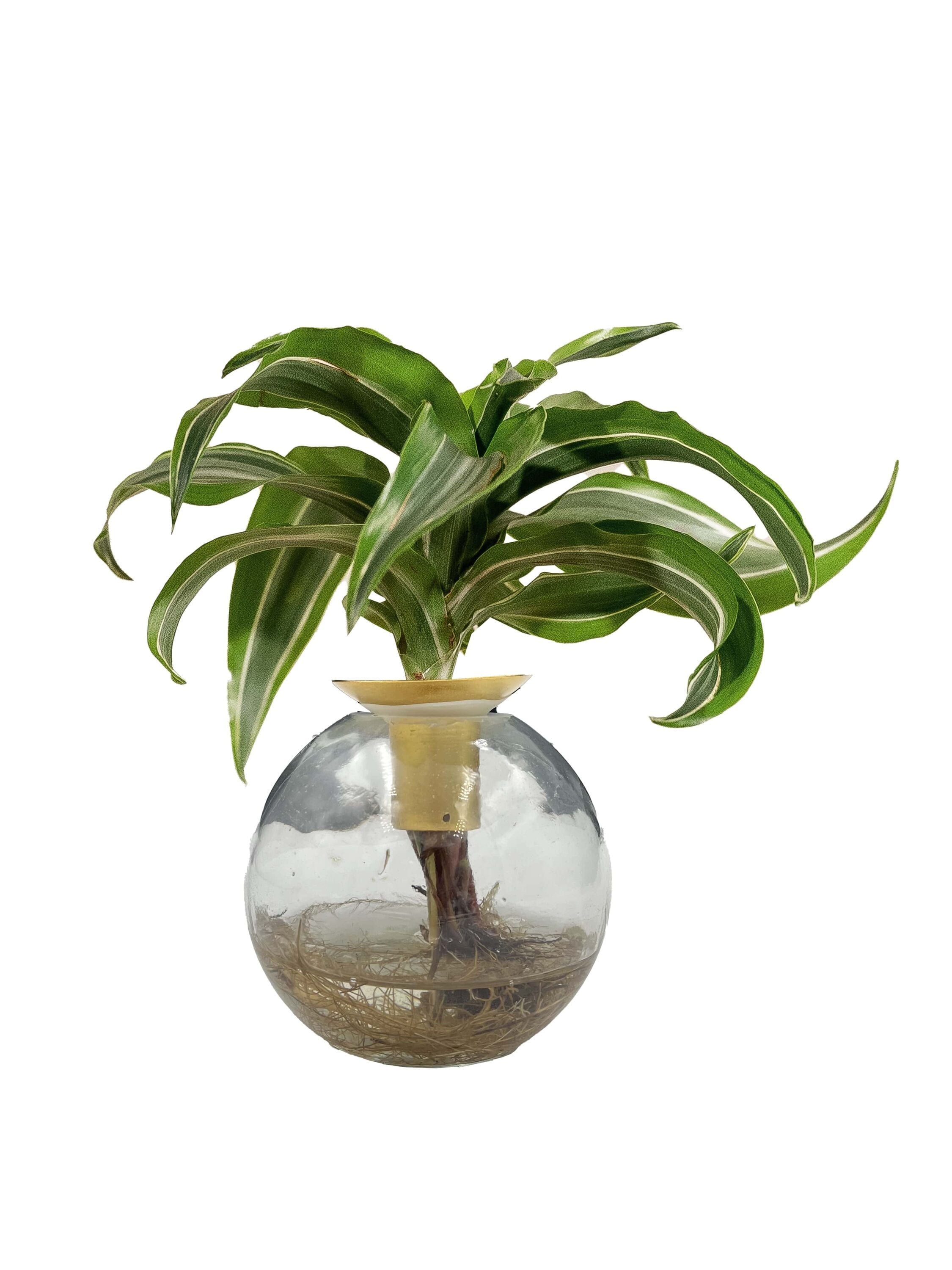 LiveTrends ASB07118 Brass Roots House plant in 1 -Pack Pot 1 -Pack