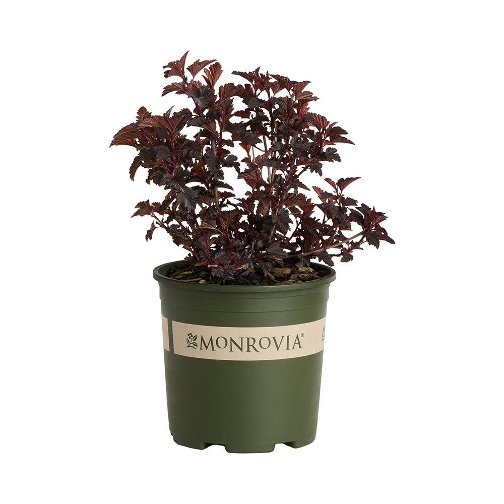 Brussel's Bonsai 6-in Pink Flowering Azalea Rukikazan In Pot (With