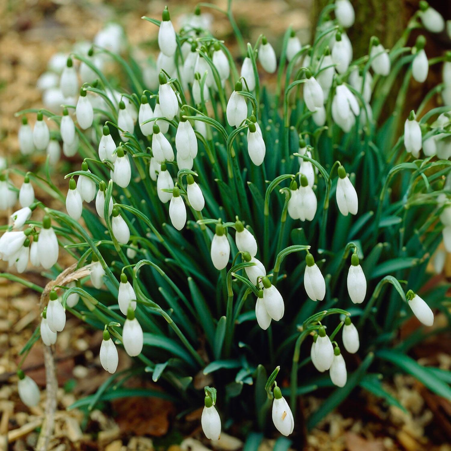 Garden State Bulb ECF-124-100-02 White Galanthus Snowdrops Flower Bulbs 100 Count