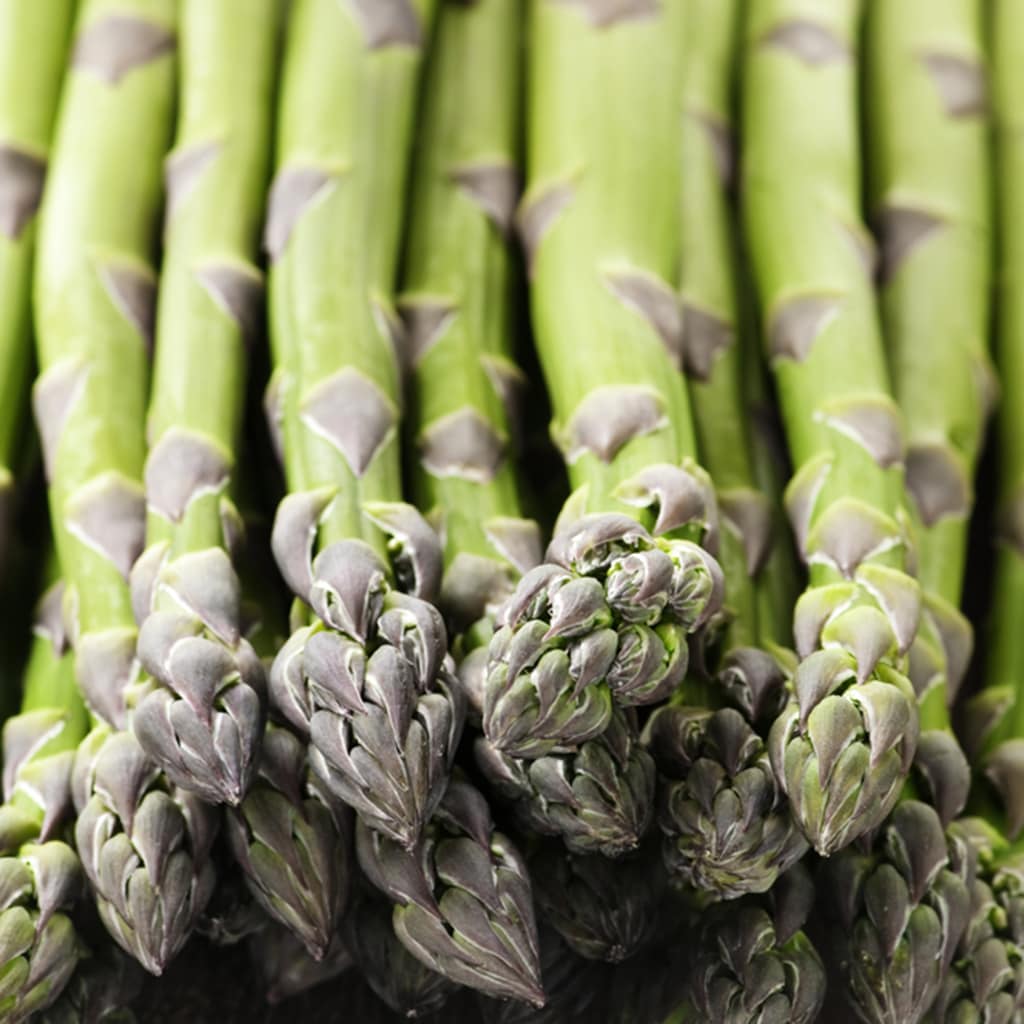 Van Zyverden 83505 Asparagus Plant in Bareroot
