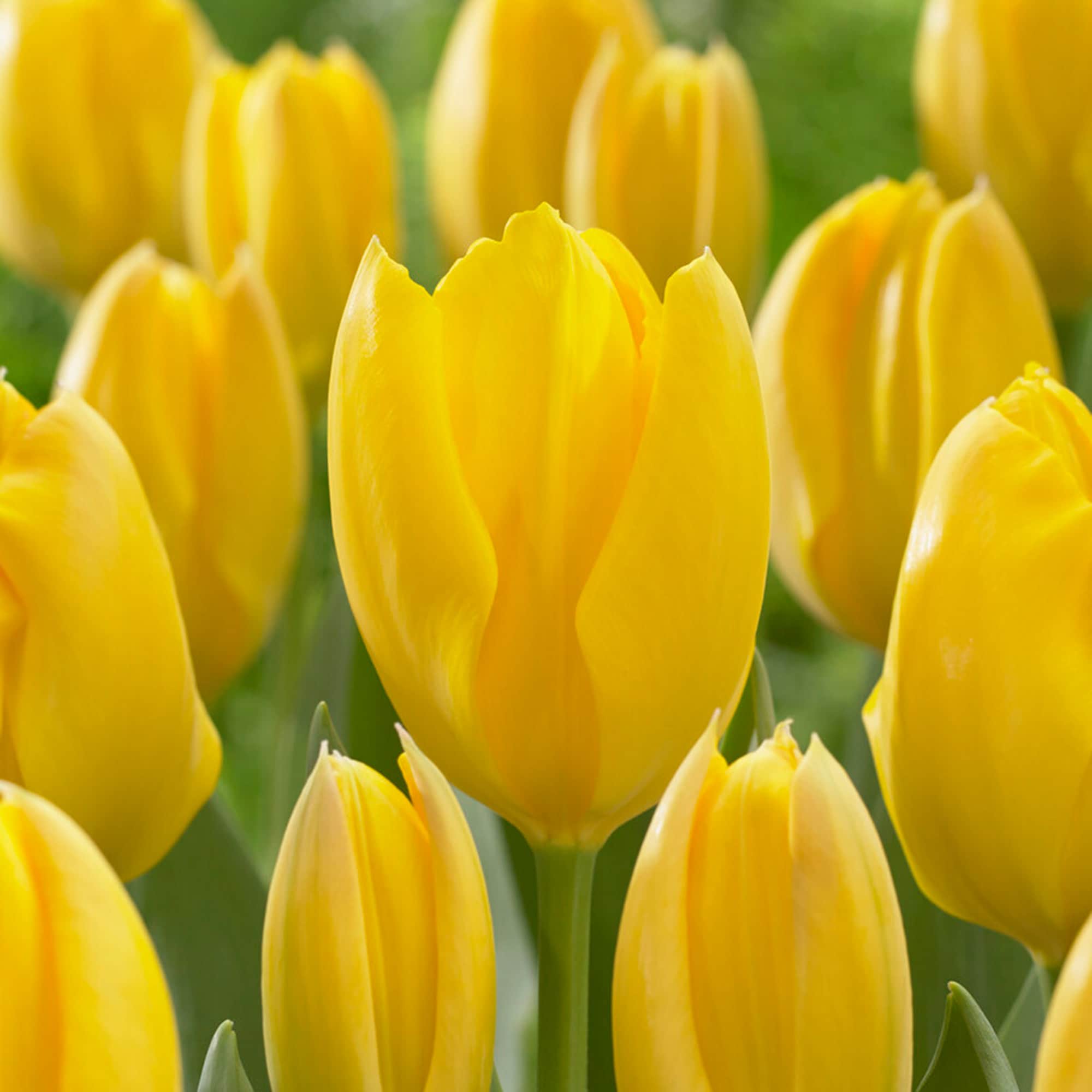 Garden State Bulb ECF-50-50-02 Yellow Yellow Emperor Fosteriana Tulip Bulbs 50 Count
