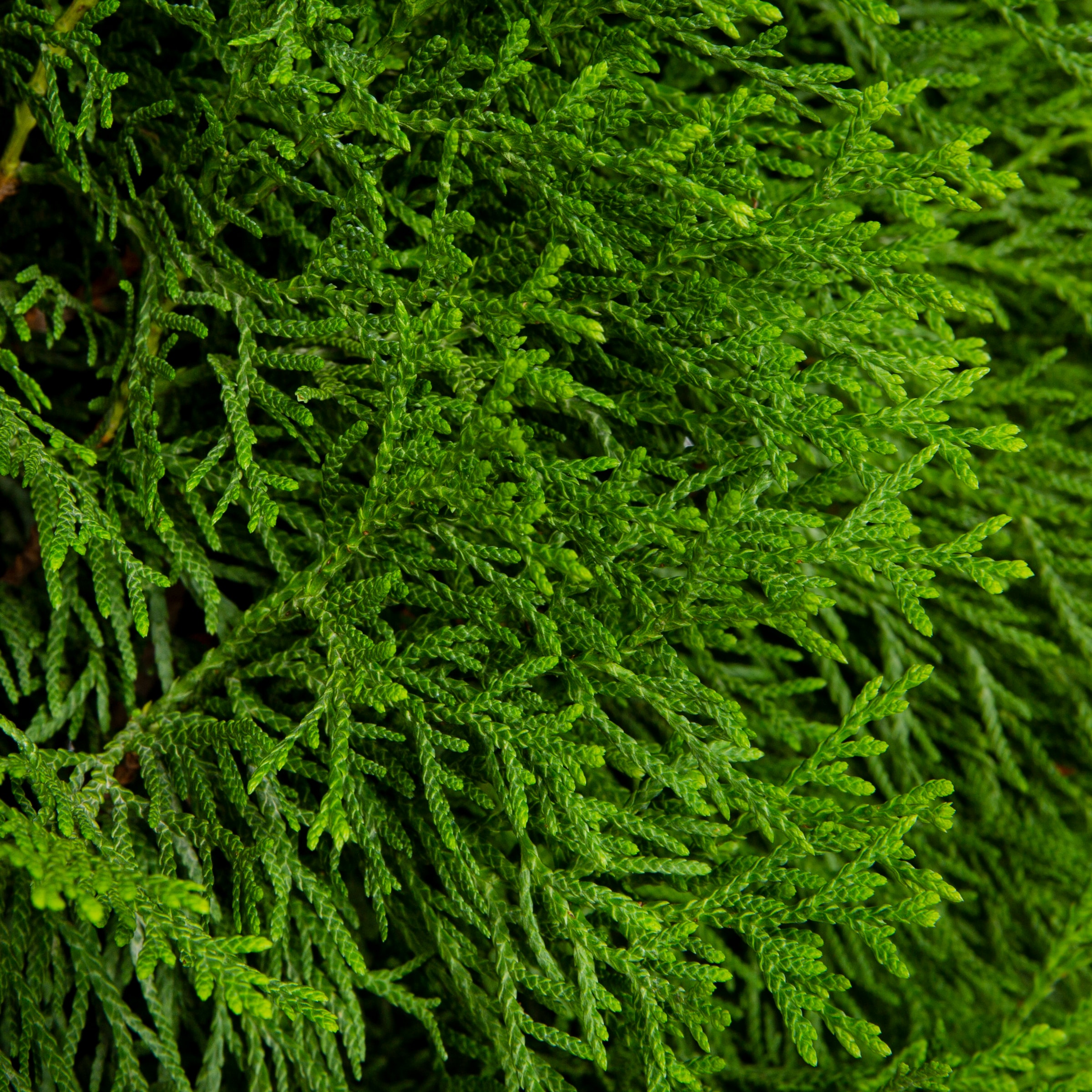 Monrovia 073015 shrubs - View #2