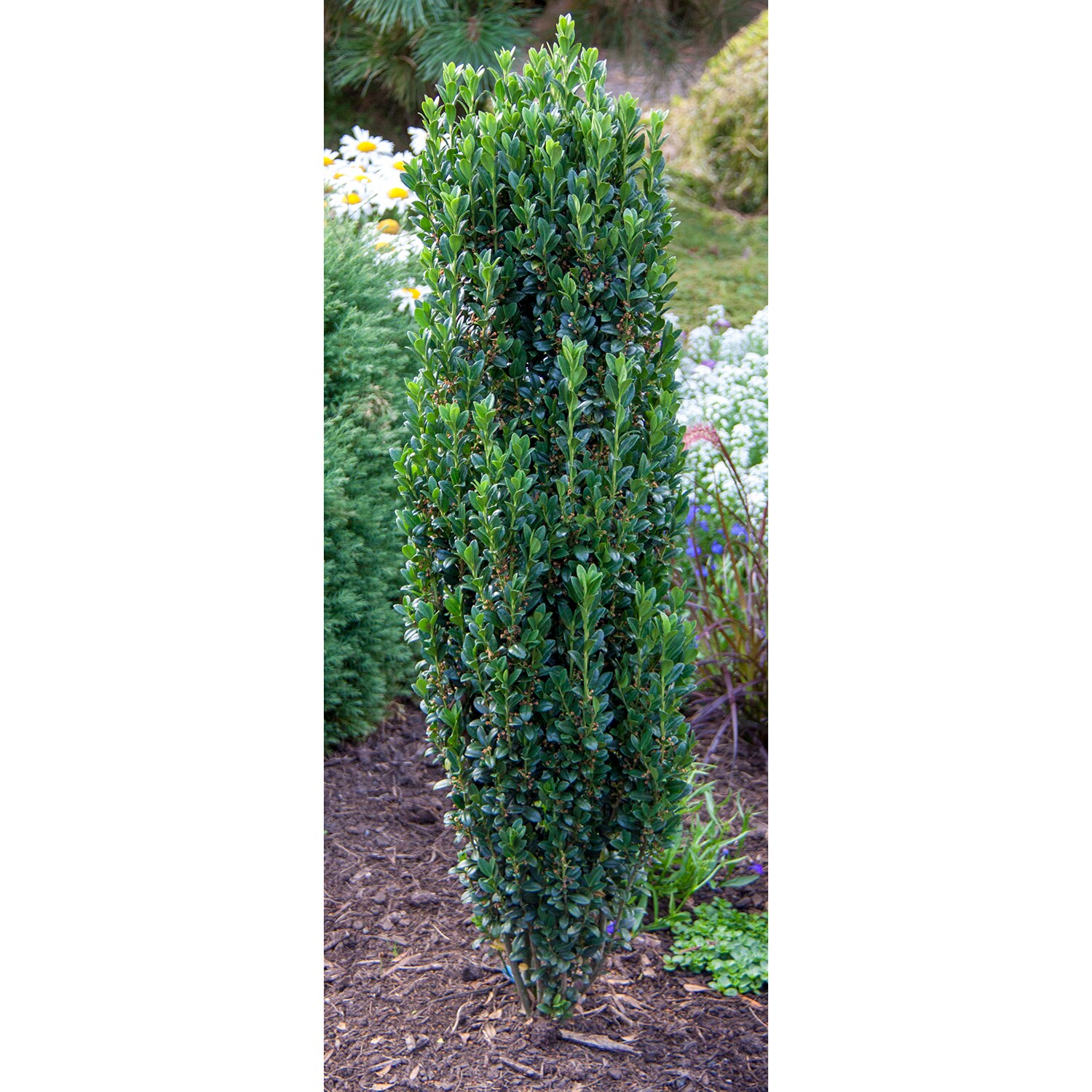 Spring Hill Nurseries 89624 shrubs - View #2