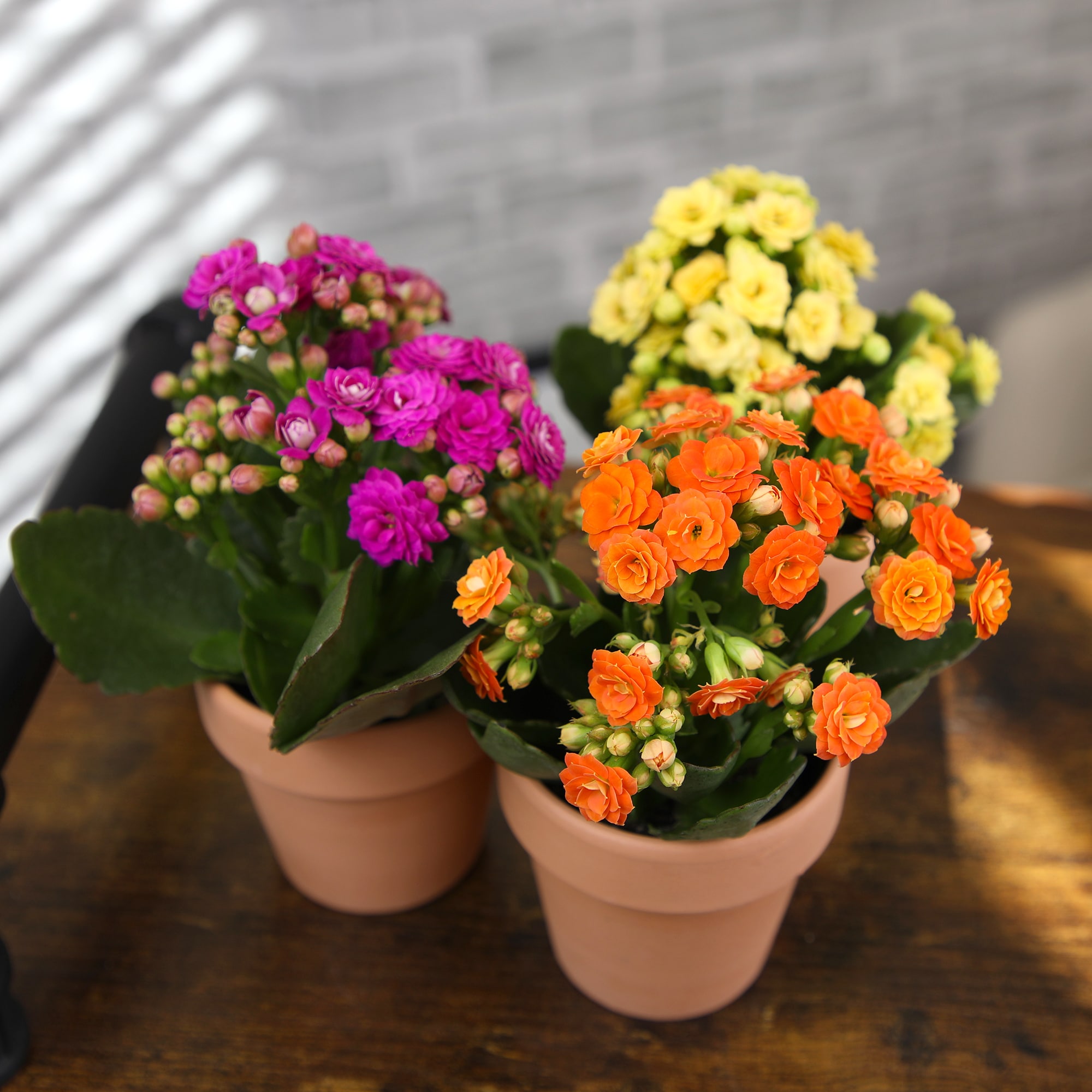 Altman Plants 0872860 Cacti-Succulents - View #2