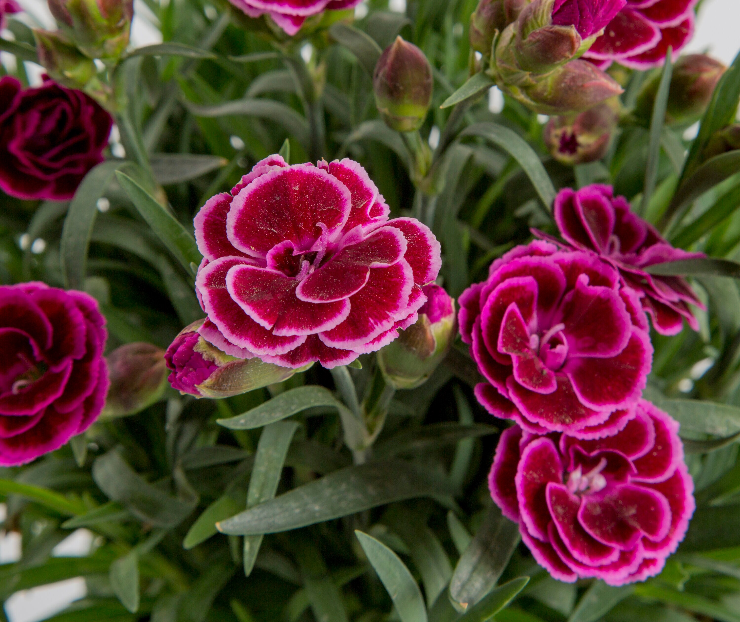 Monrovia 79158 annuals - View #2