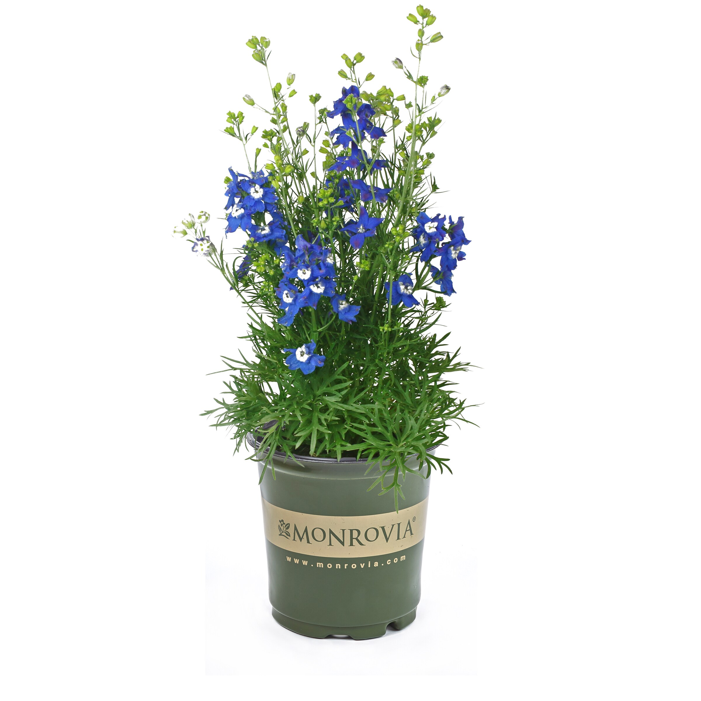 Monrovia NURSERY Multicolor Delphinium Plant in 2.5-Quart Pot