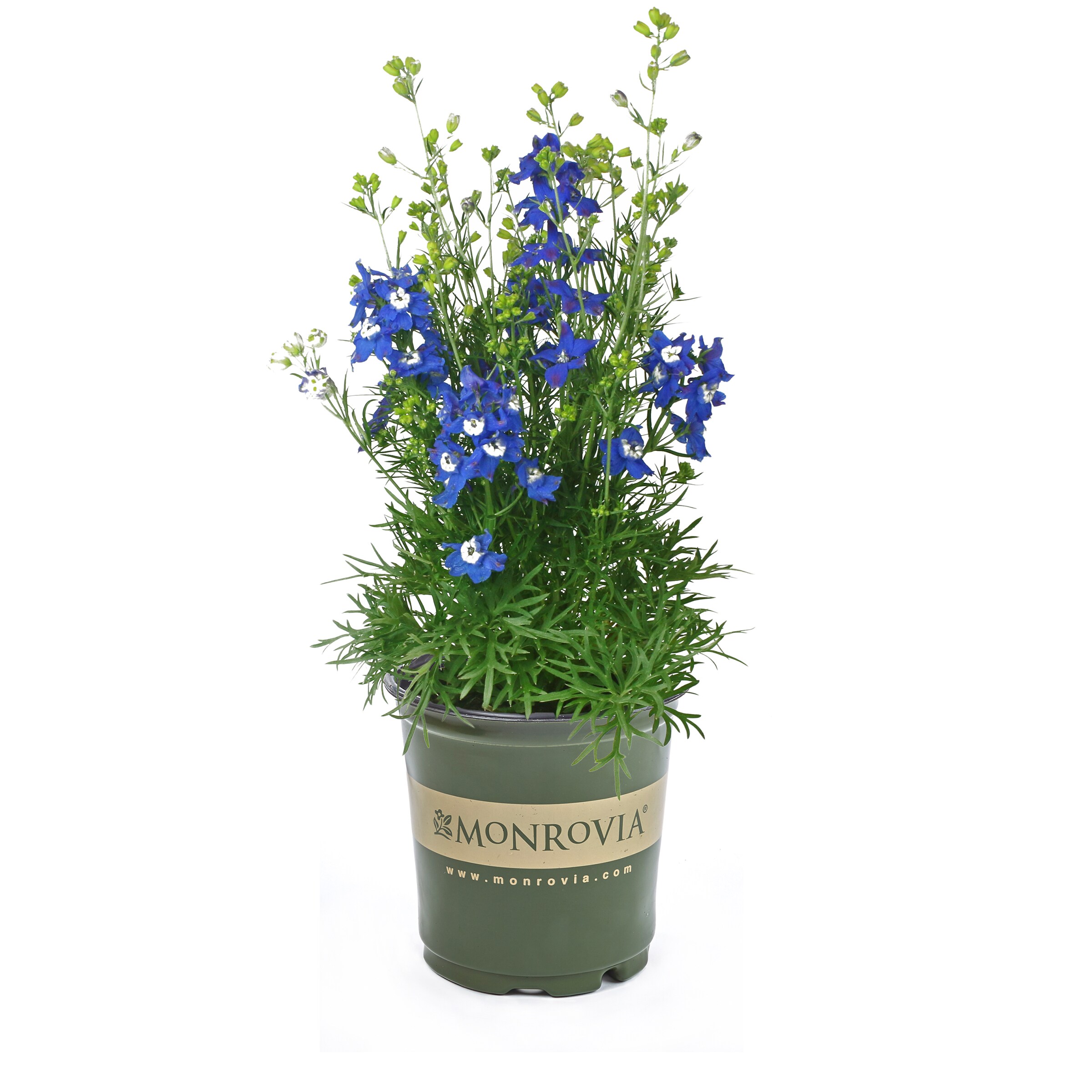 Delphinium Perennials at Lowes.com