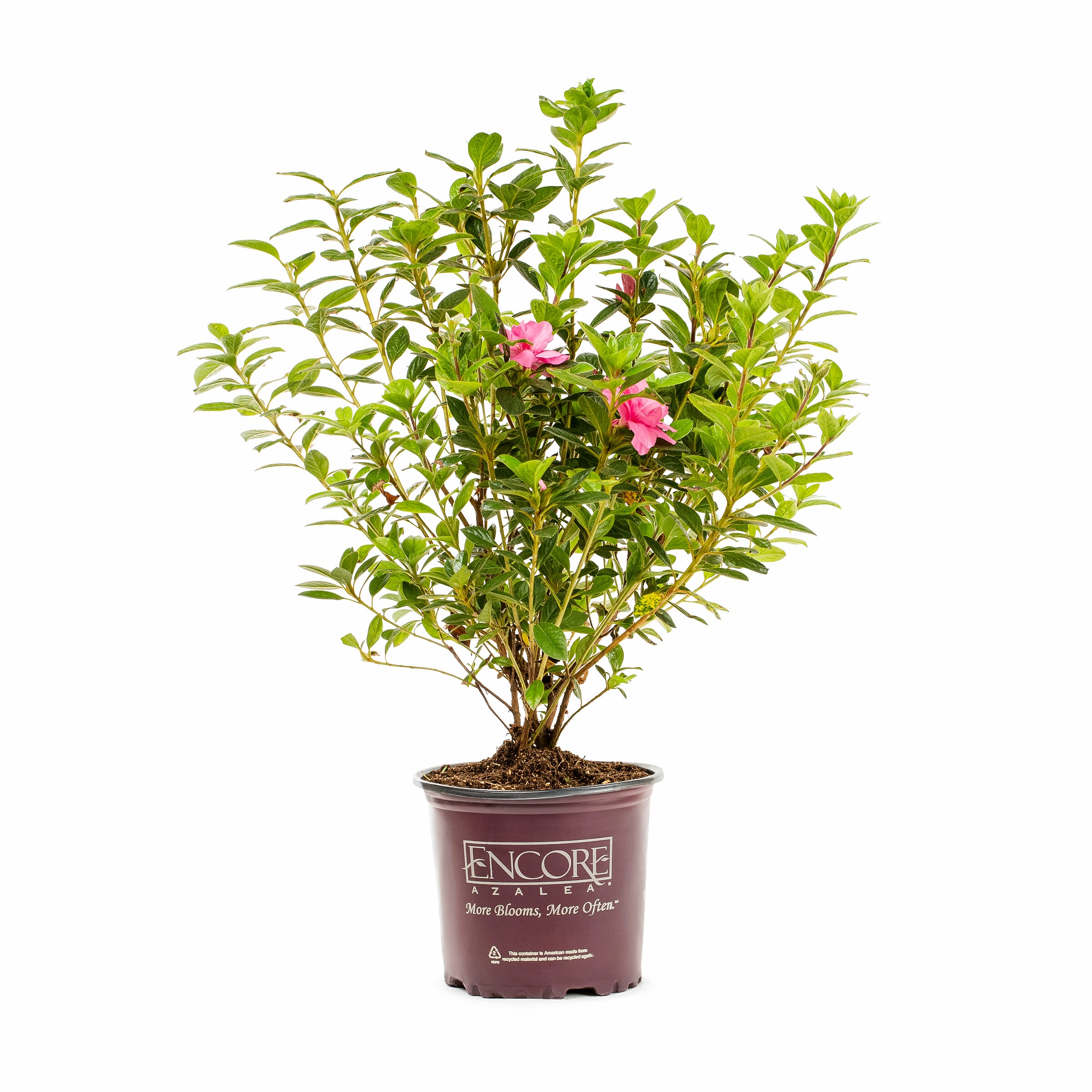 Lowe's Multicolor Azalea Flowering Shrub in 1-Gallon Pot in the Shrubs ...