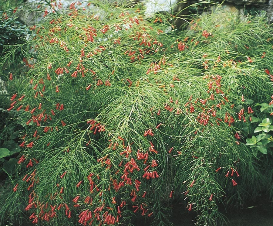 Lowe's 443296 Firecracker Plant Shrub in with Red Blooms