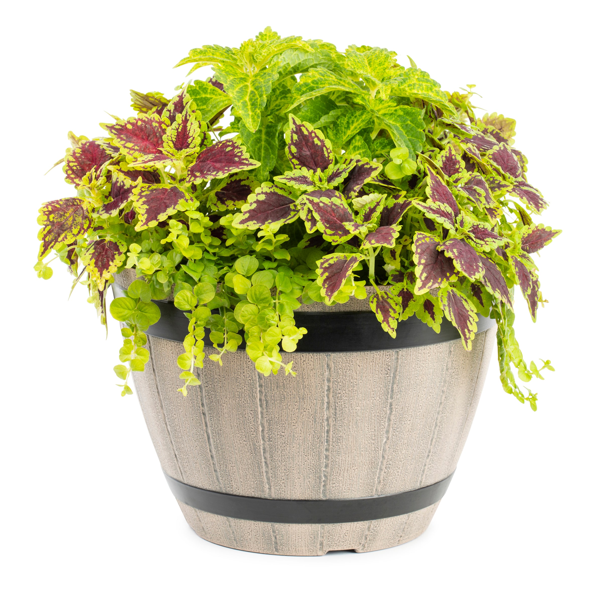 Lowe's 1527926 annuals - View #3