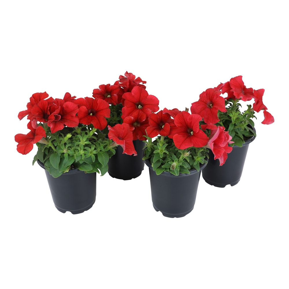 Altman Plants 0881214 annuals - View #6