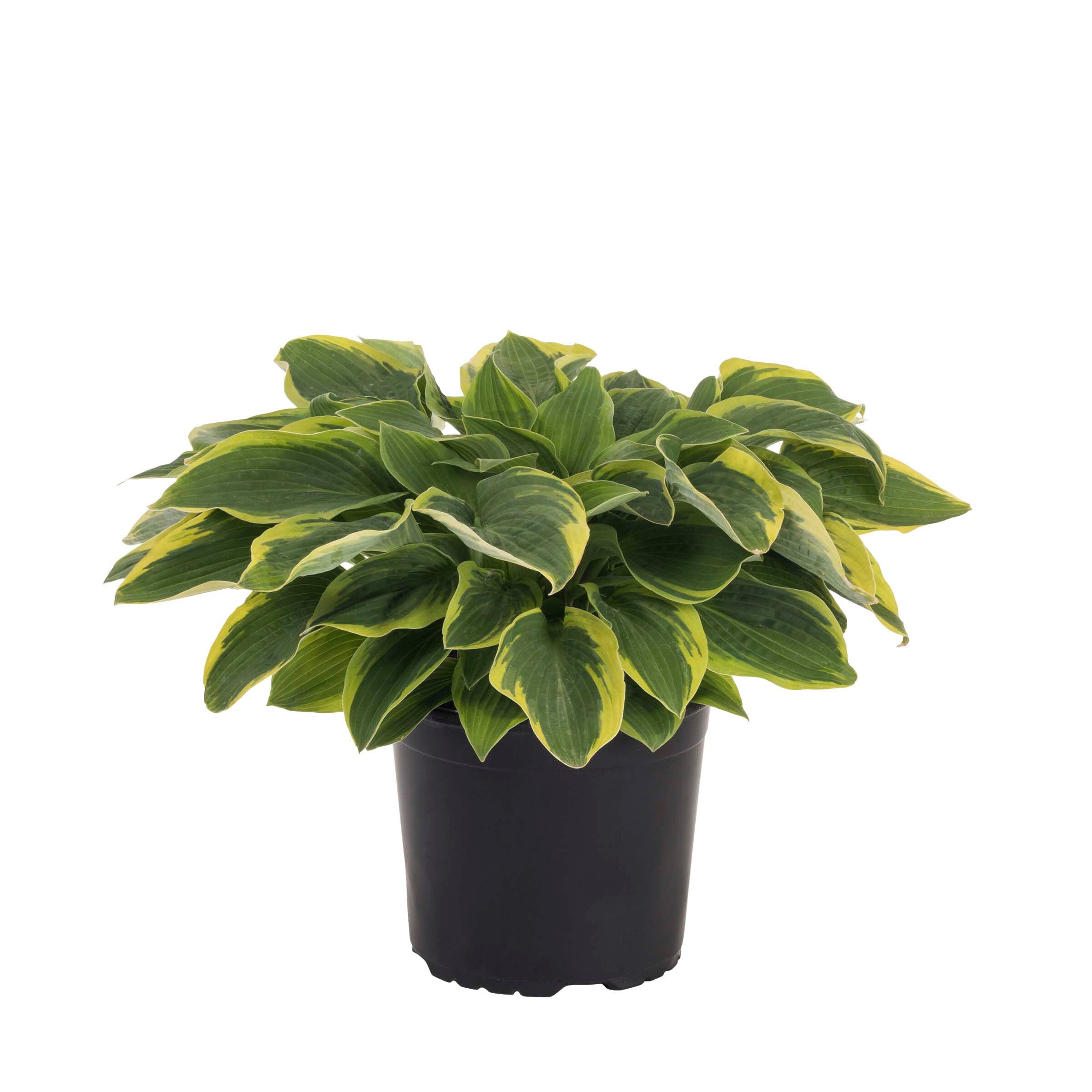 Lowe's Hosta Yellow Variegated Plant Pot in the Perennials department ...
