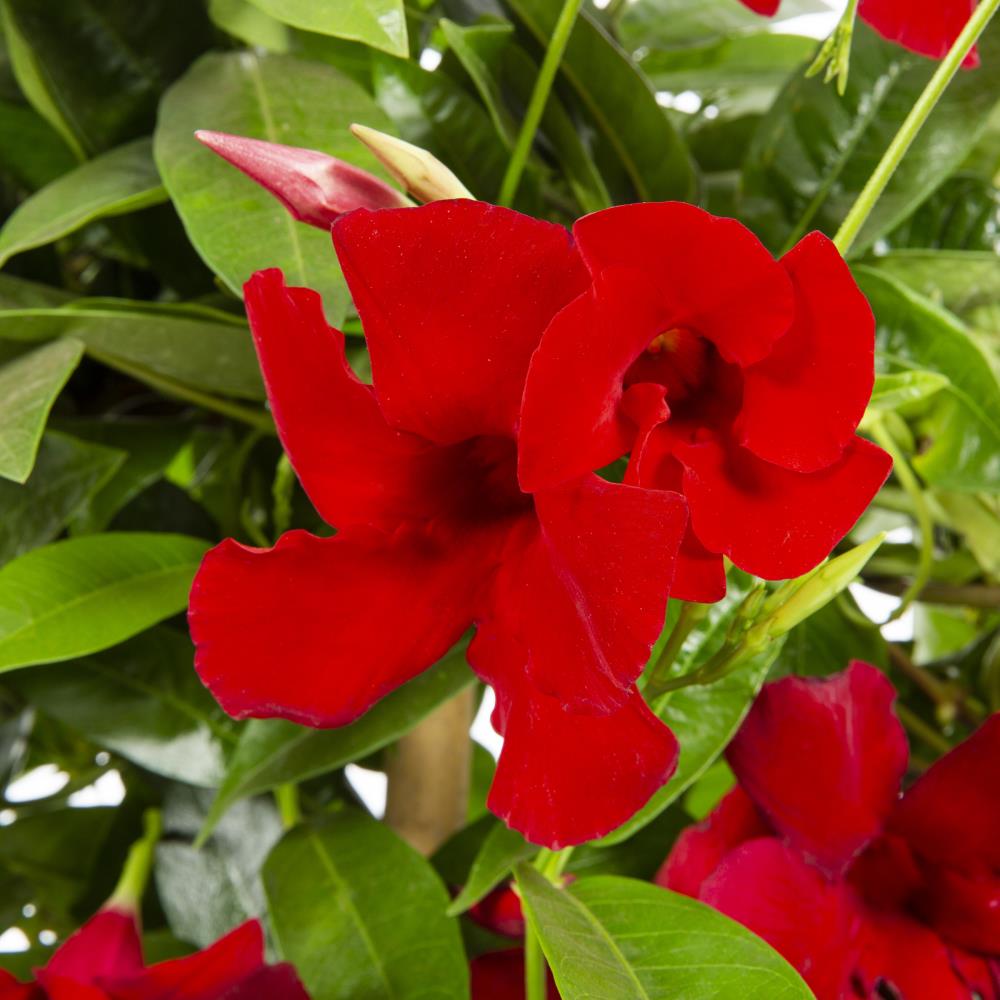 Tropic Escape NURSERY vines - View #4
