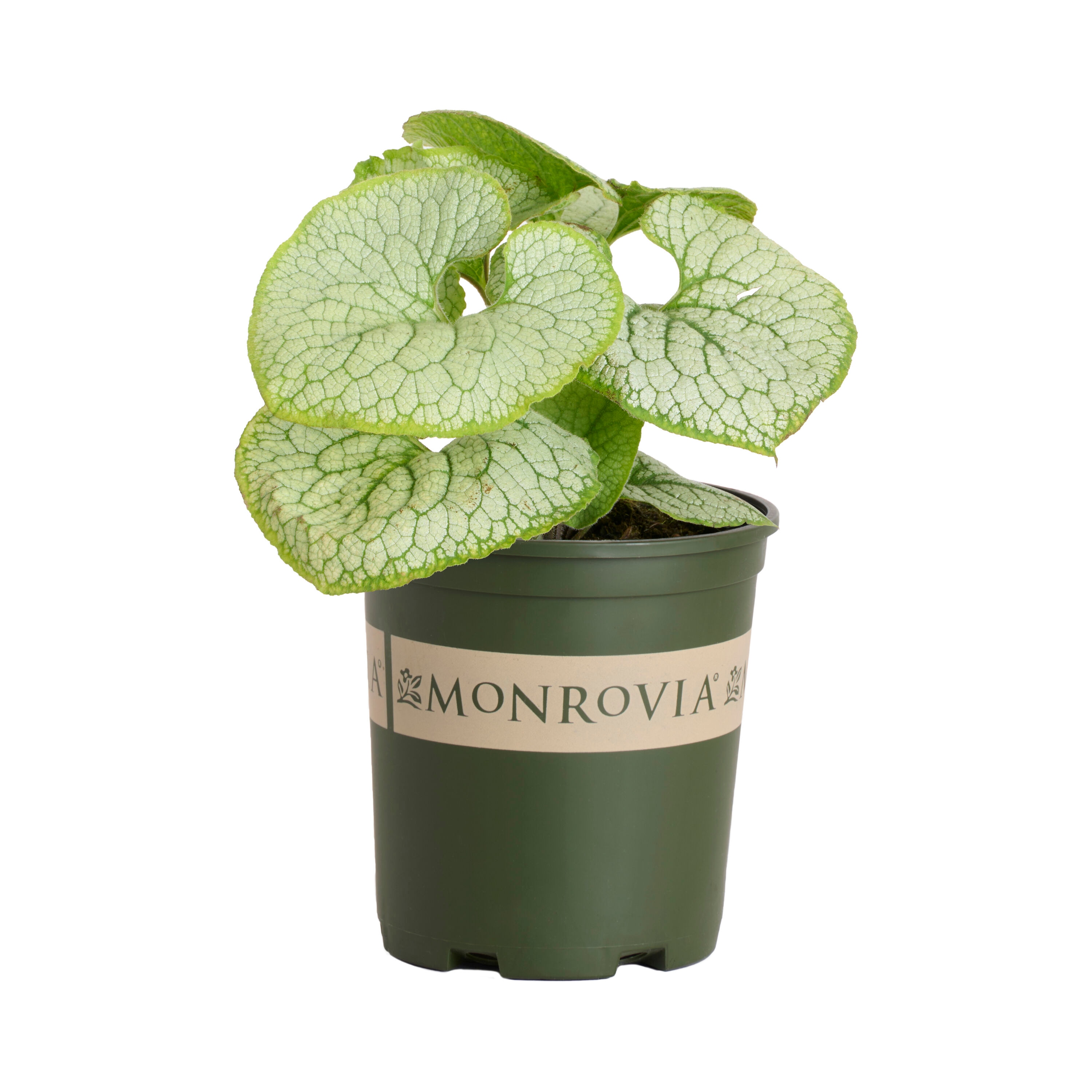 Monrovia 2.6 -Quart Blue Brunnera Silver Heart 1 -Pack - Low Maintenance