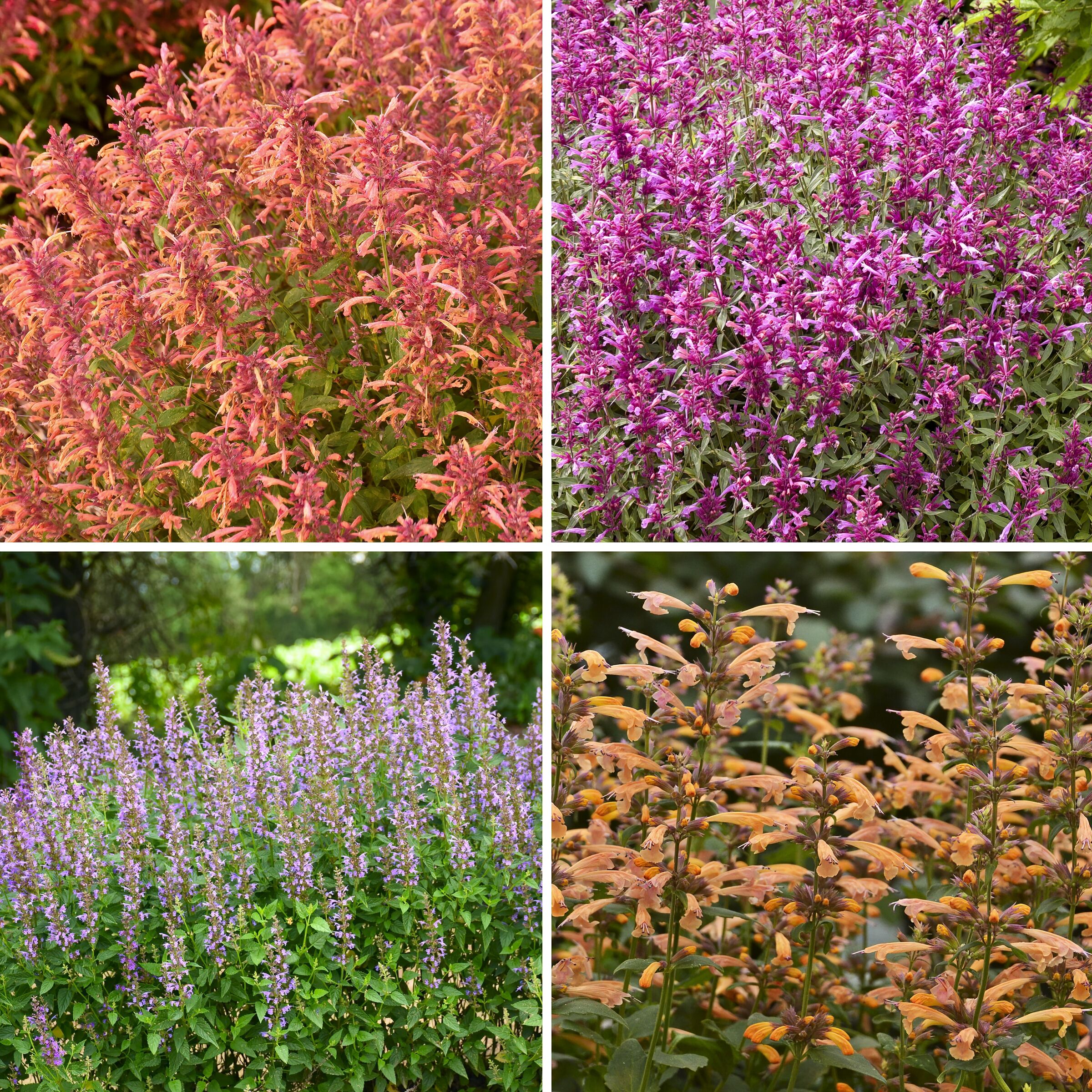 National Plant Network LW1514 Multicolor Hummingbird Mint Plant in 3.25 -in Pot 6 -Pack