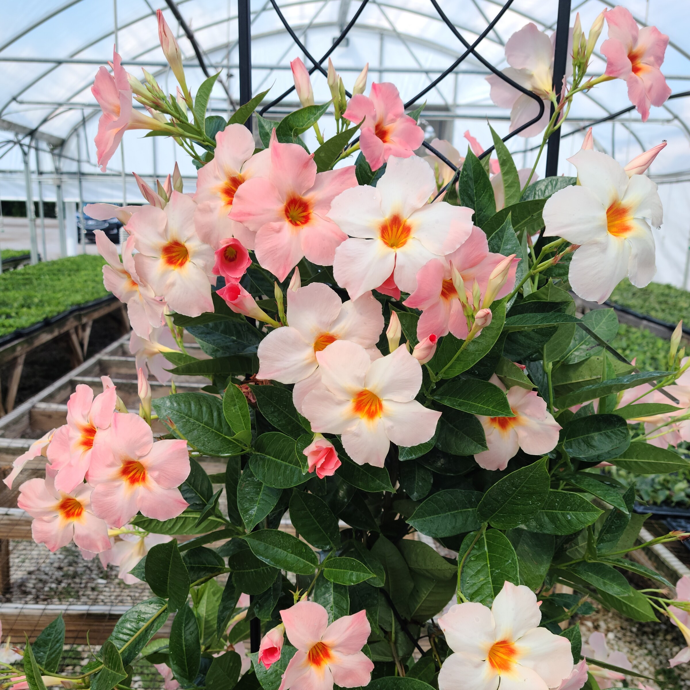 National Plant Network LW1580 annuals - View #5