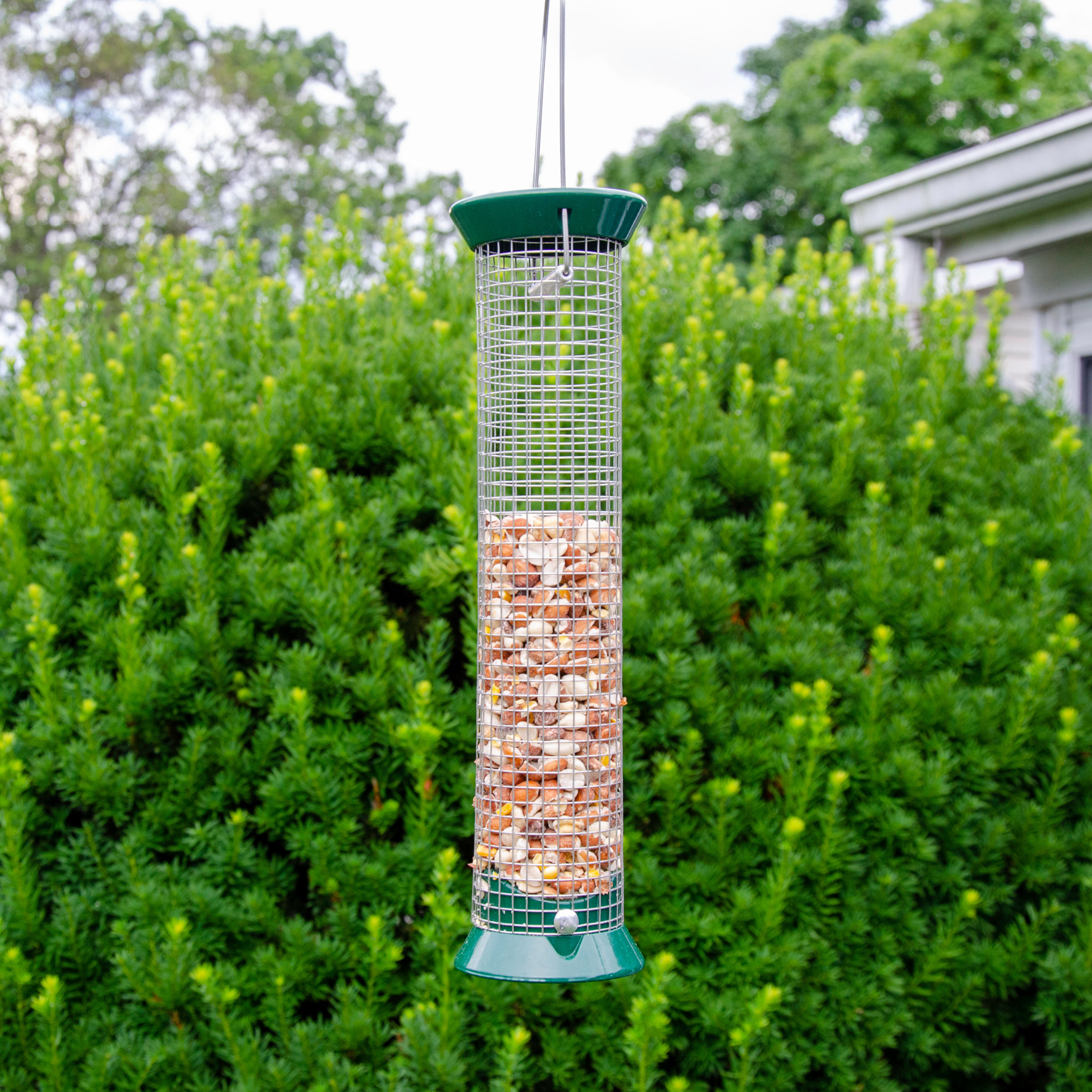 Lyric 2647334 Bird-Squirrel-Food - View #8