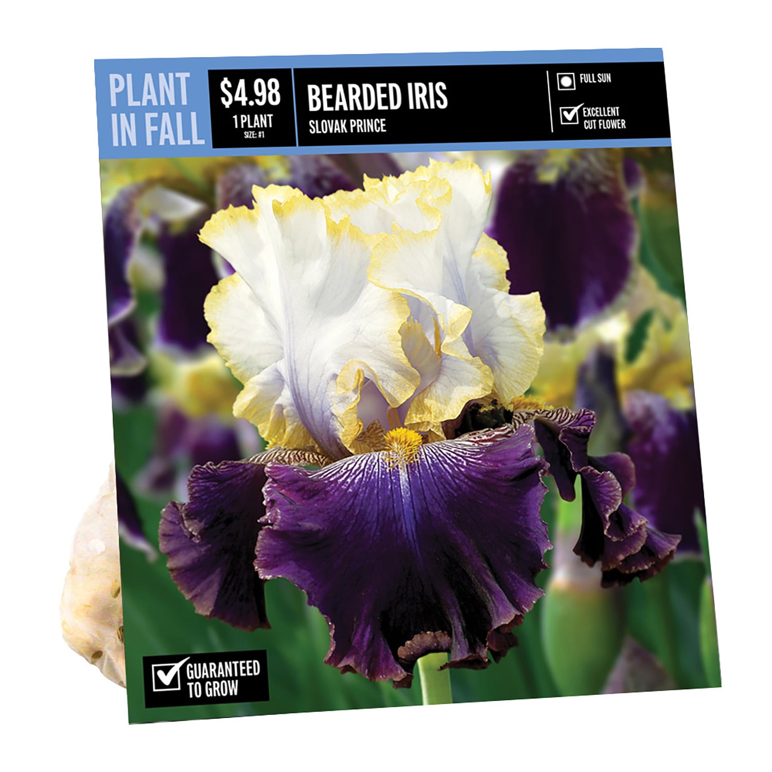 BEARDED IRIS SLOVAK PRINCE PBS in the Plant Bulbs department at Lowes.com