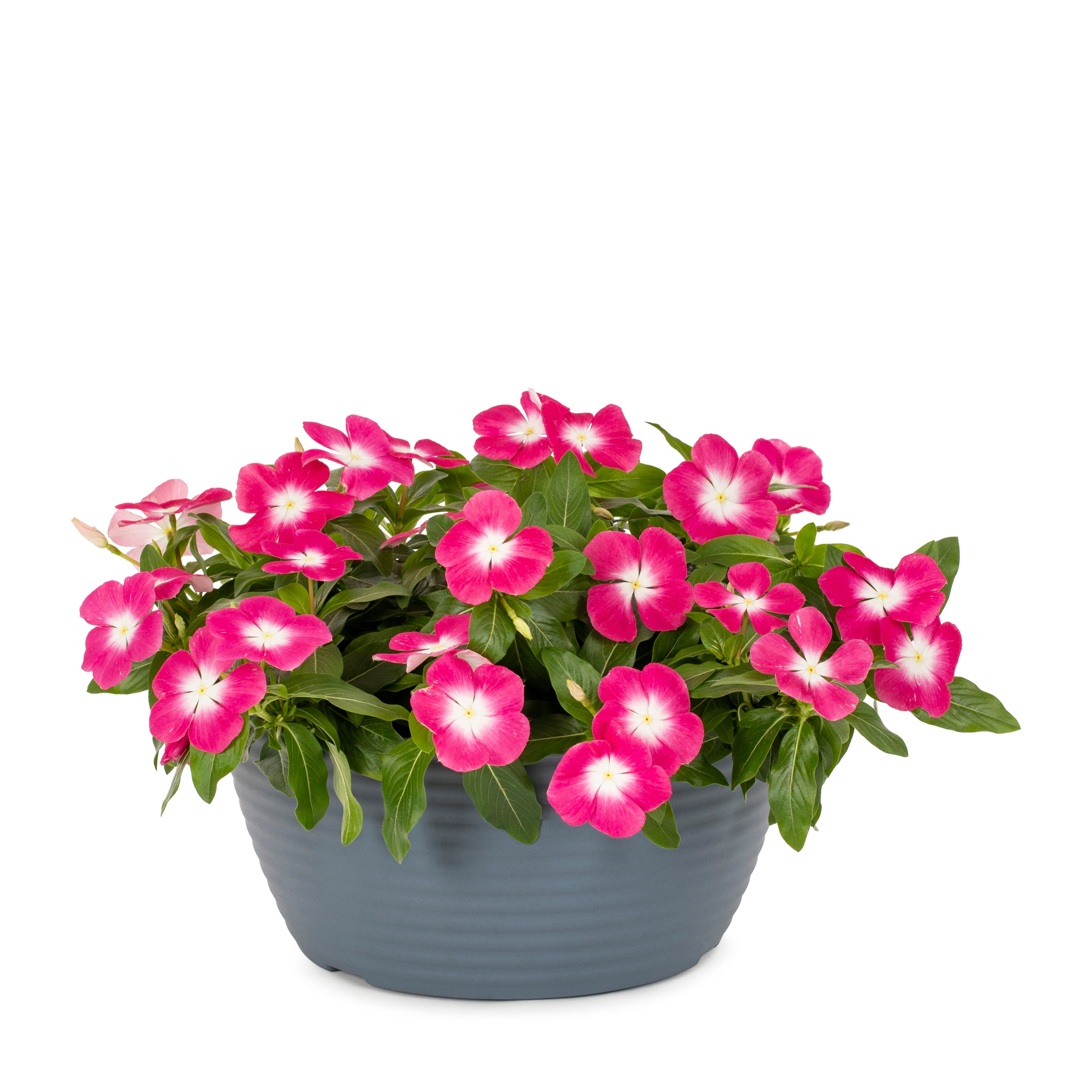 Lowe's Multicolor Vinca in 1-Gallon Planter in the Annuals department ...