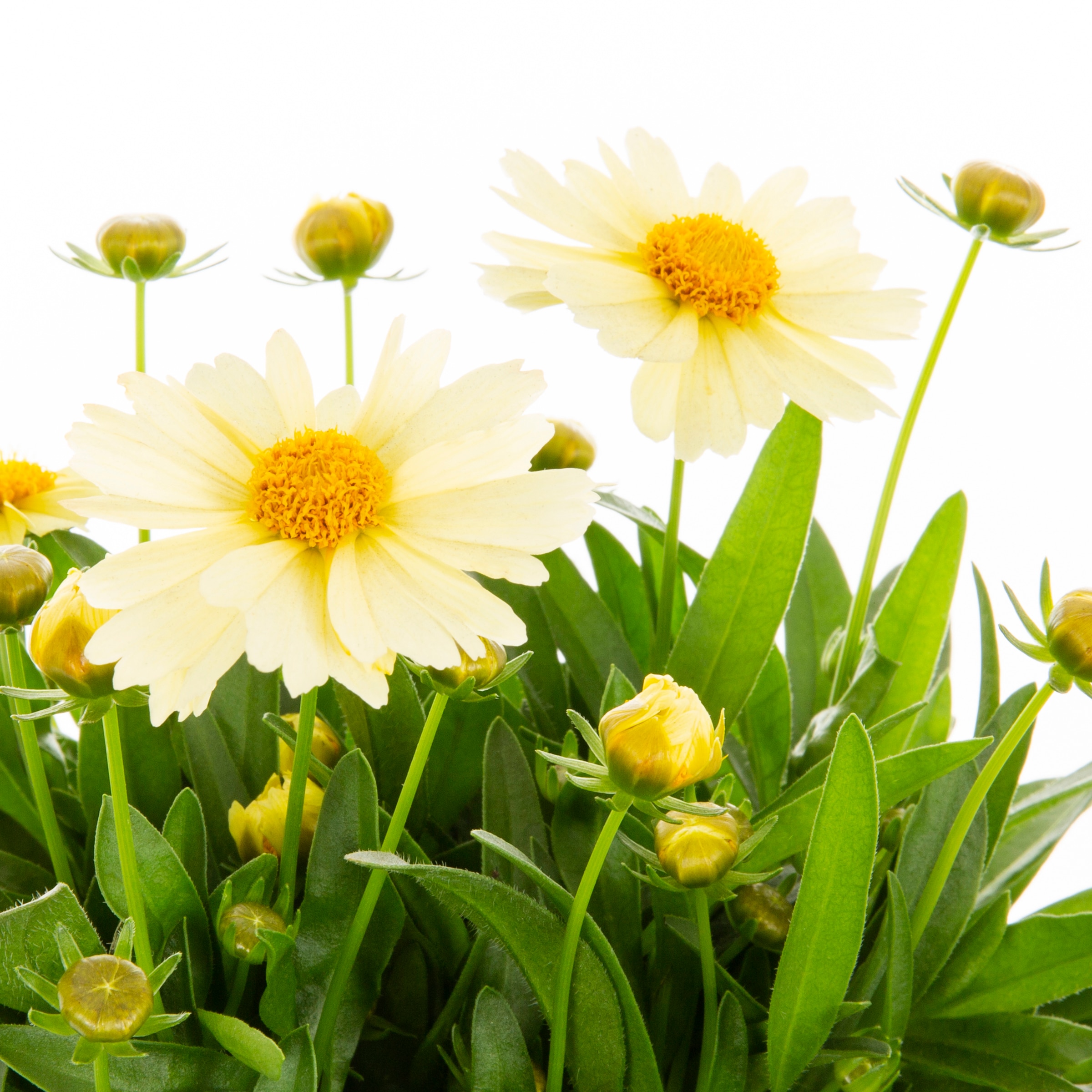 Monrovia NURSERY annuals - View #2