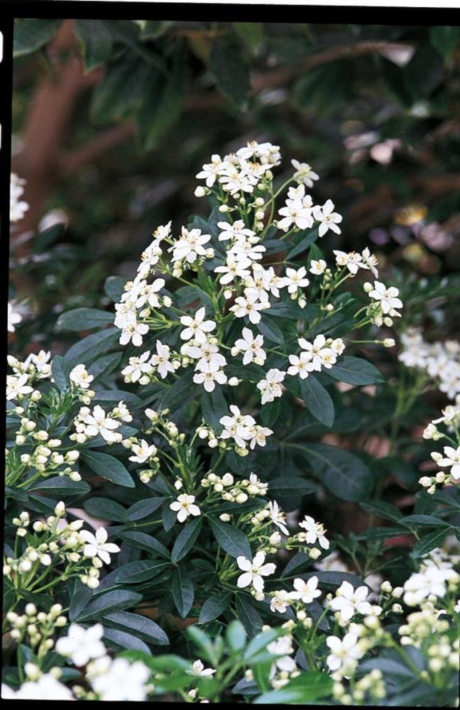  NURSERY White Mexican Orange Flowering Shrub in 2.87-Quart Pot
