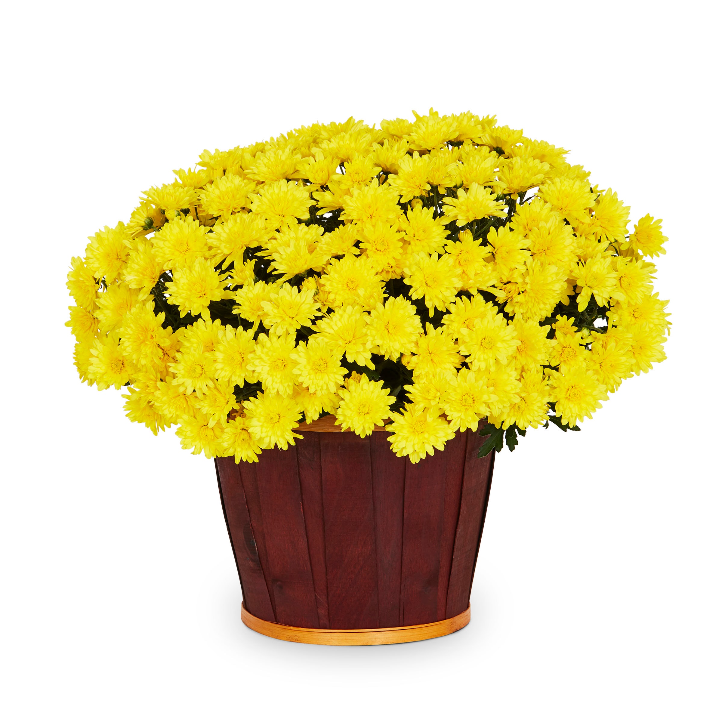 Lowe's NURSERY Yellow Mum in 3-Quart Planter